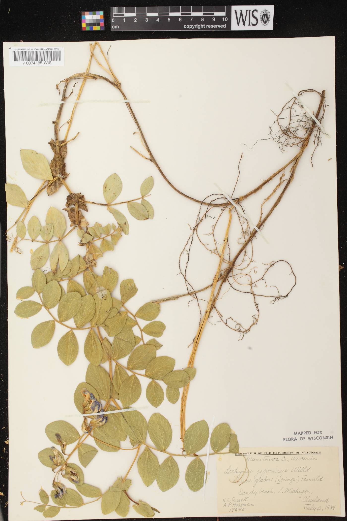 Lathyrus japonicus image