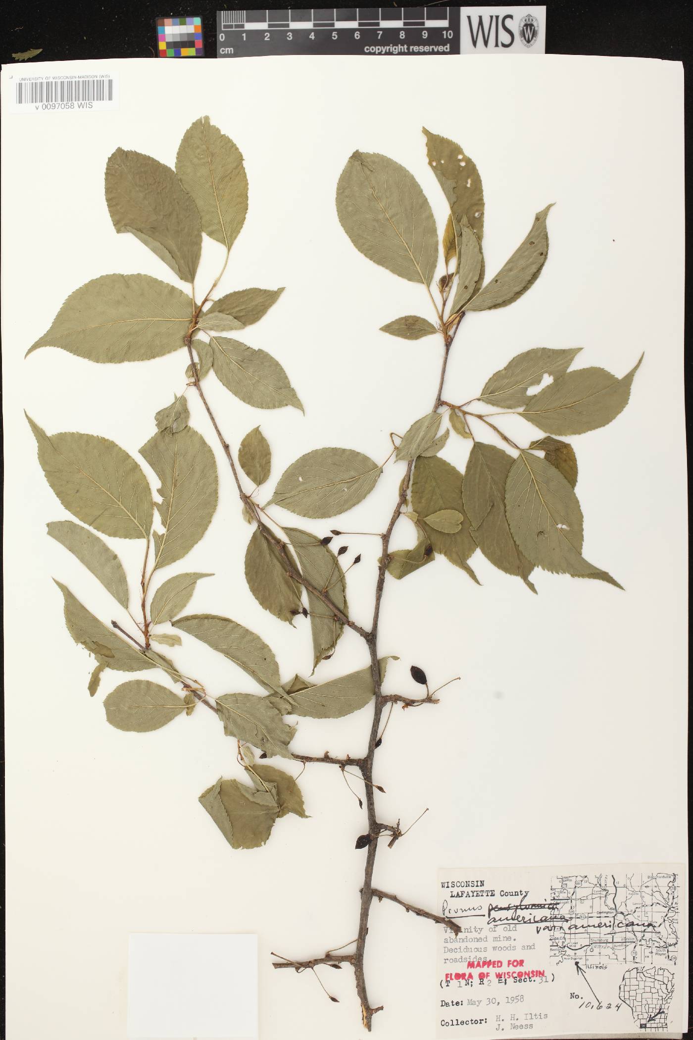 Prunus americana image