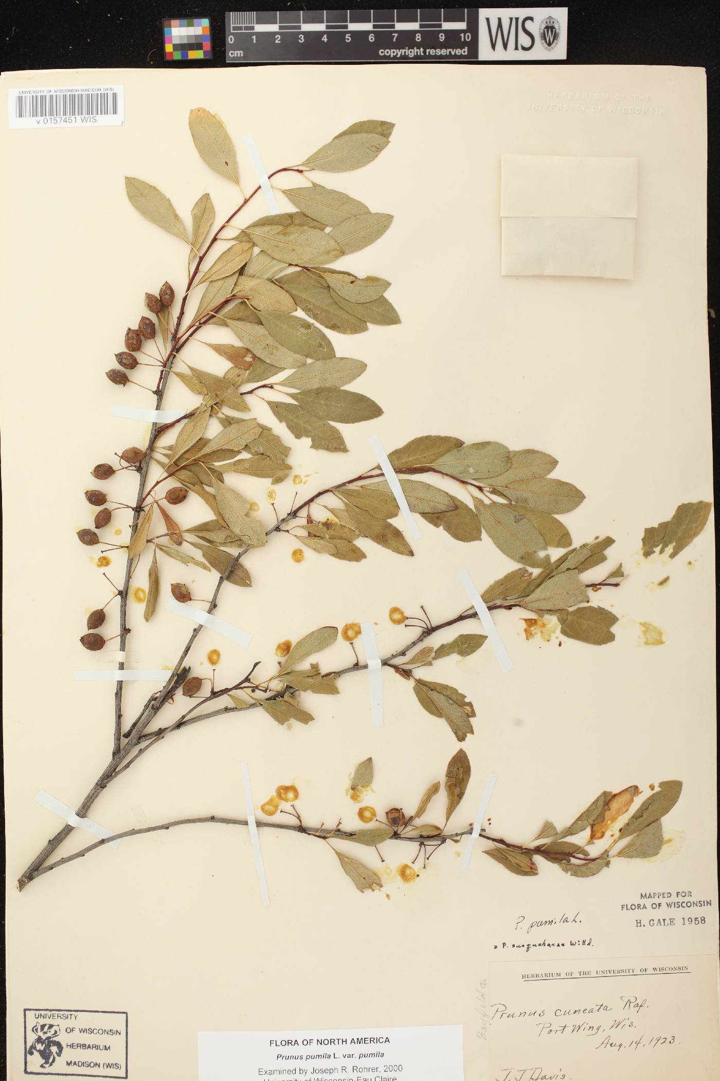 Prunus pumila image