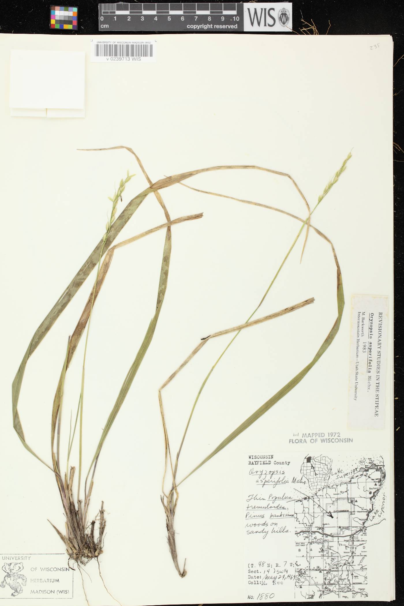 Oryzopsis asperifolia image