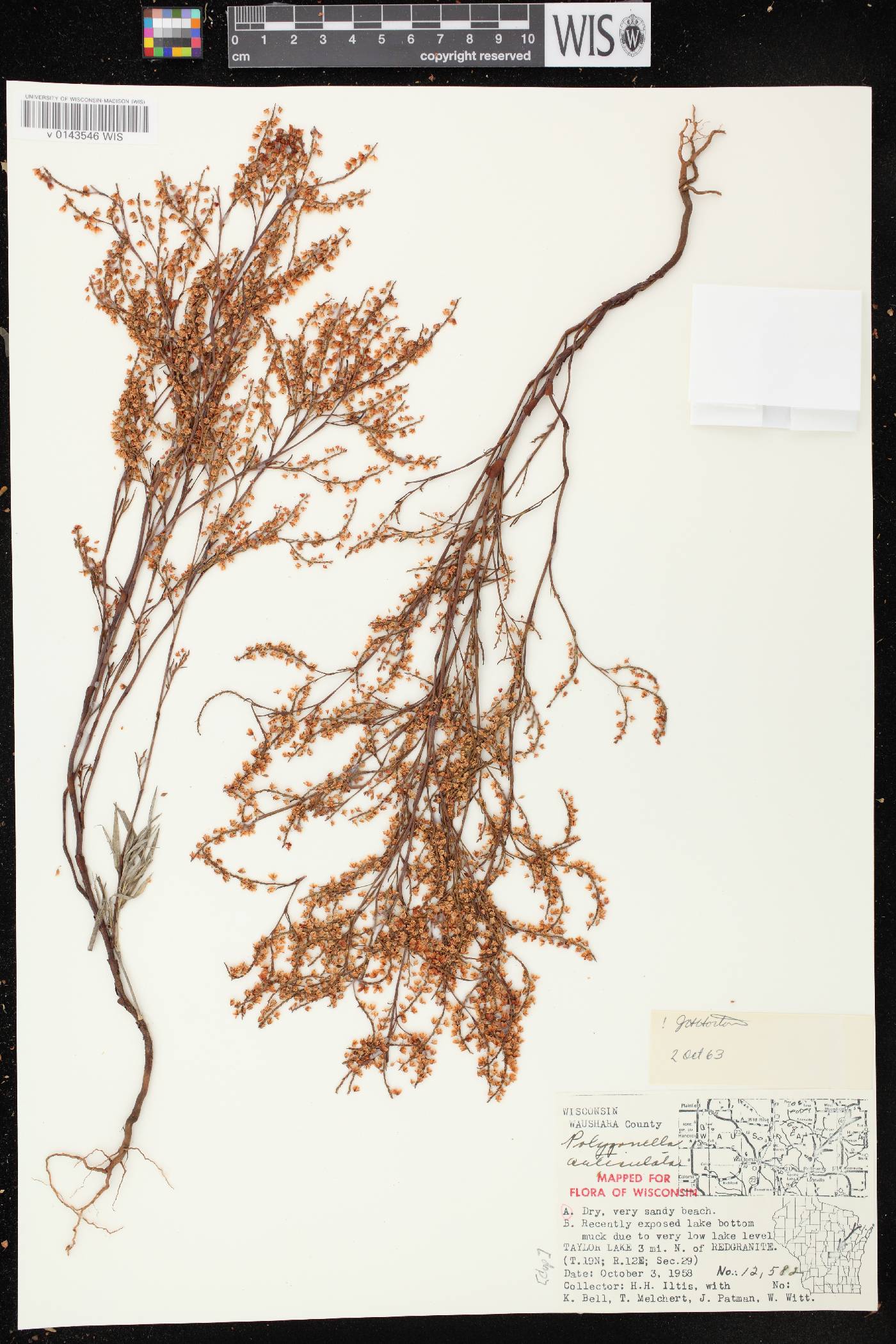 Polygonella articulata image