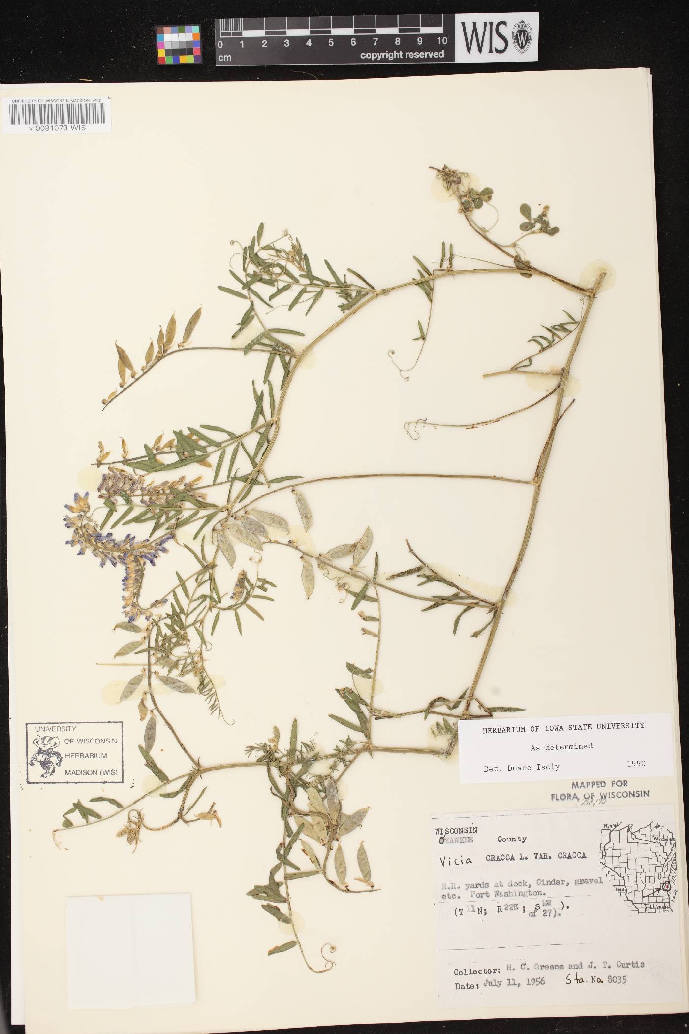 Vicia cracca image