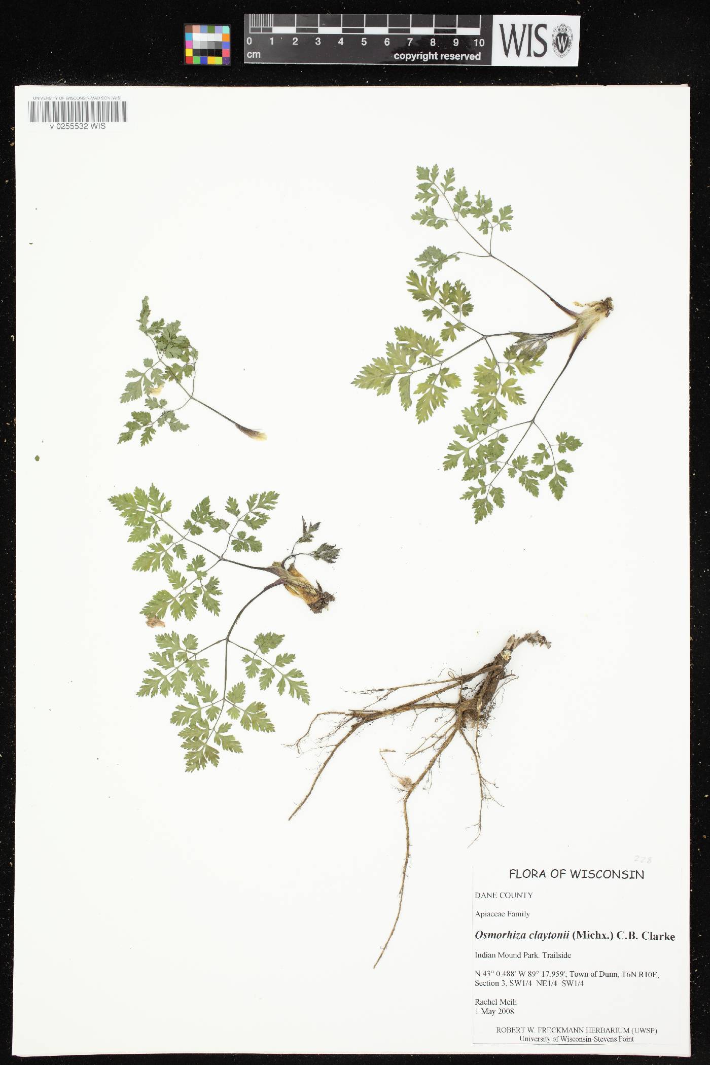 Osmorhiza claytonii image