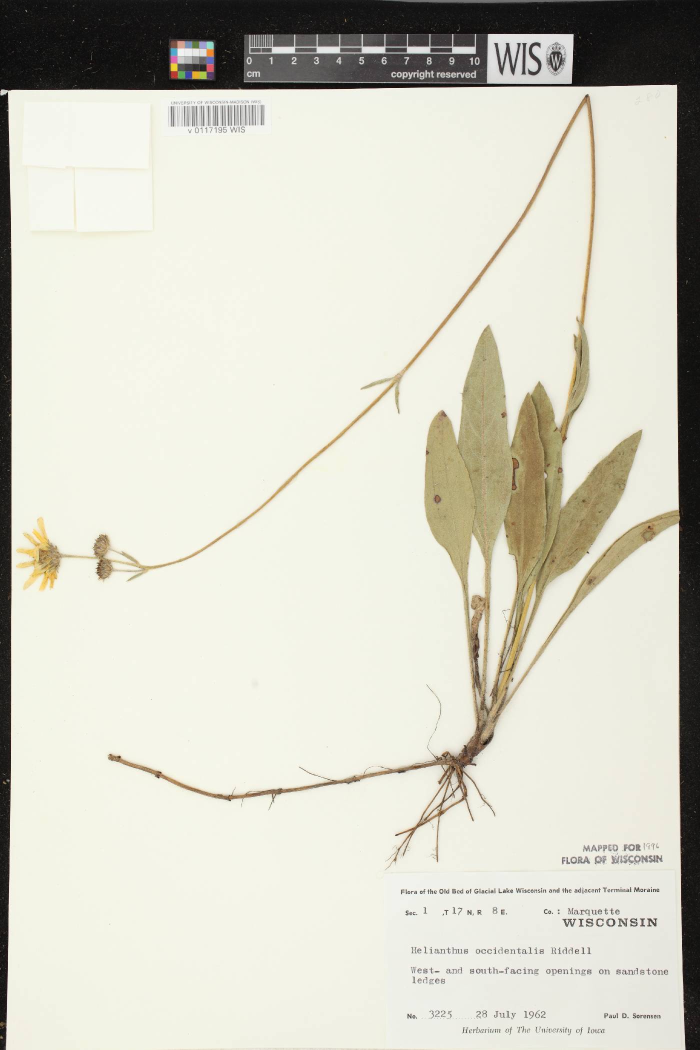 Helianthus occidentalis subsp. occidentalis image