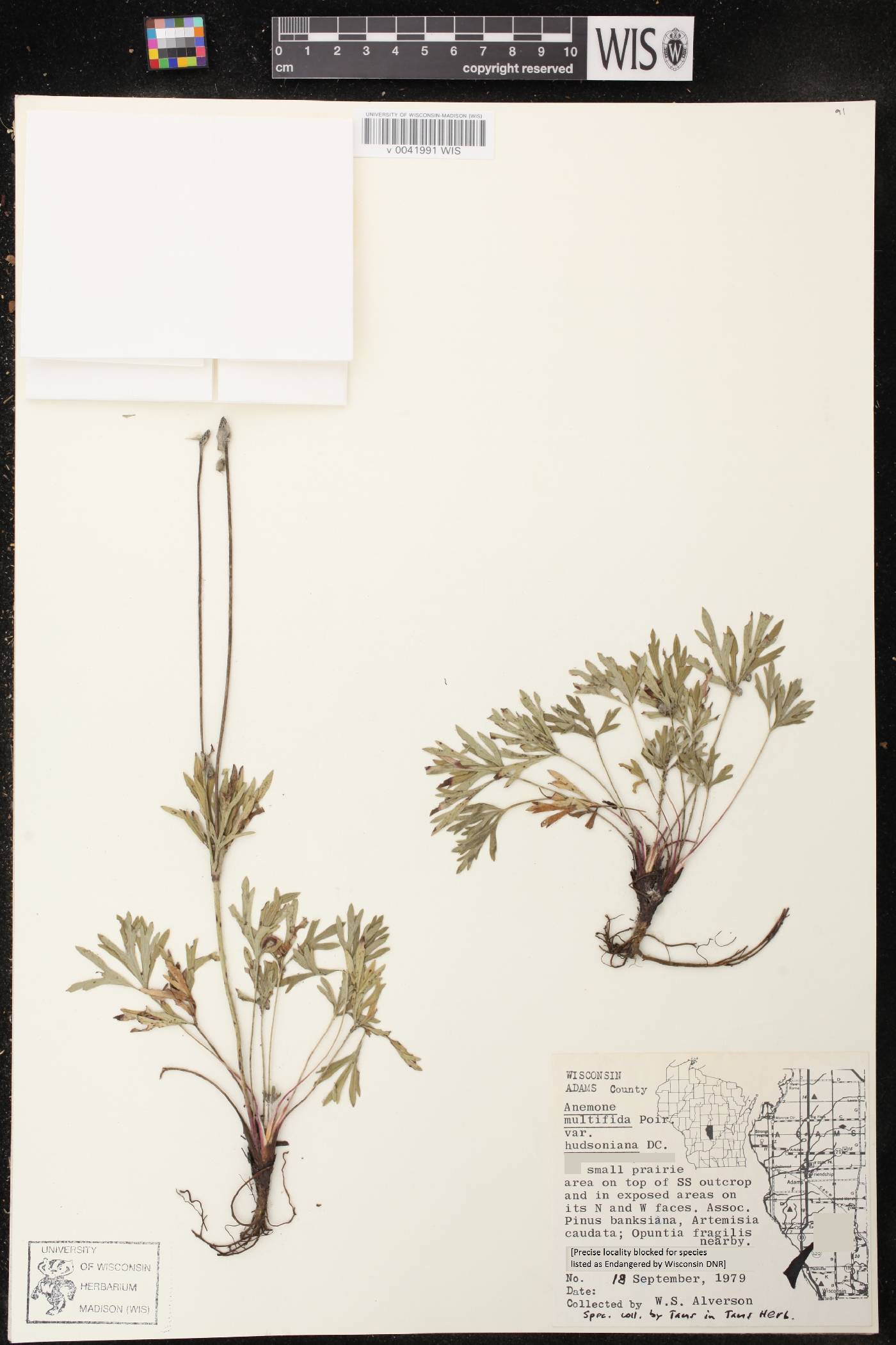 Anemone multifida image