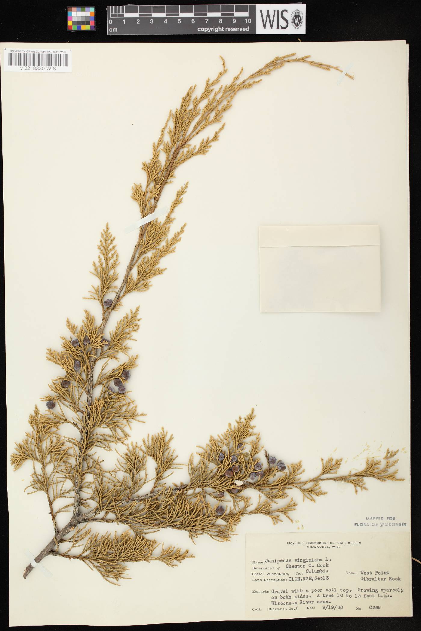 Juniperus virginiana var. virginiana image