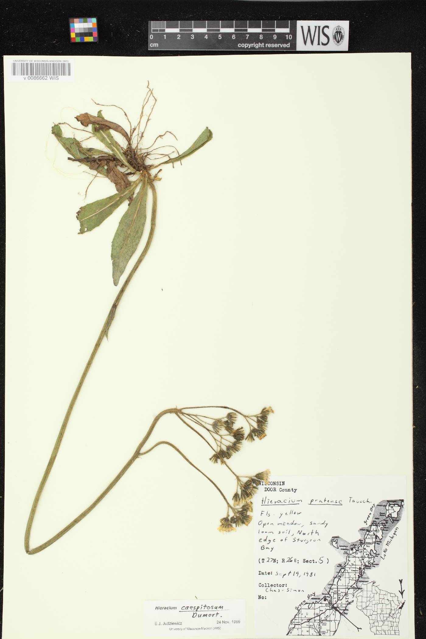 Hieracium caespitosum image