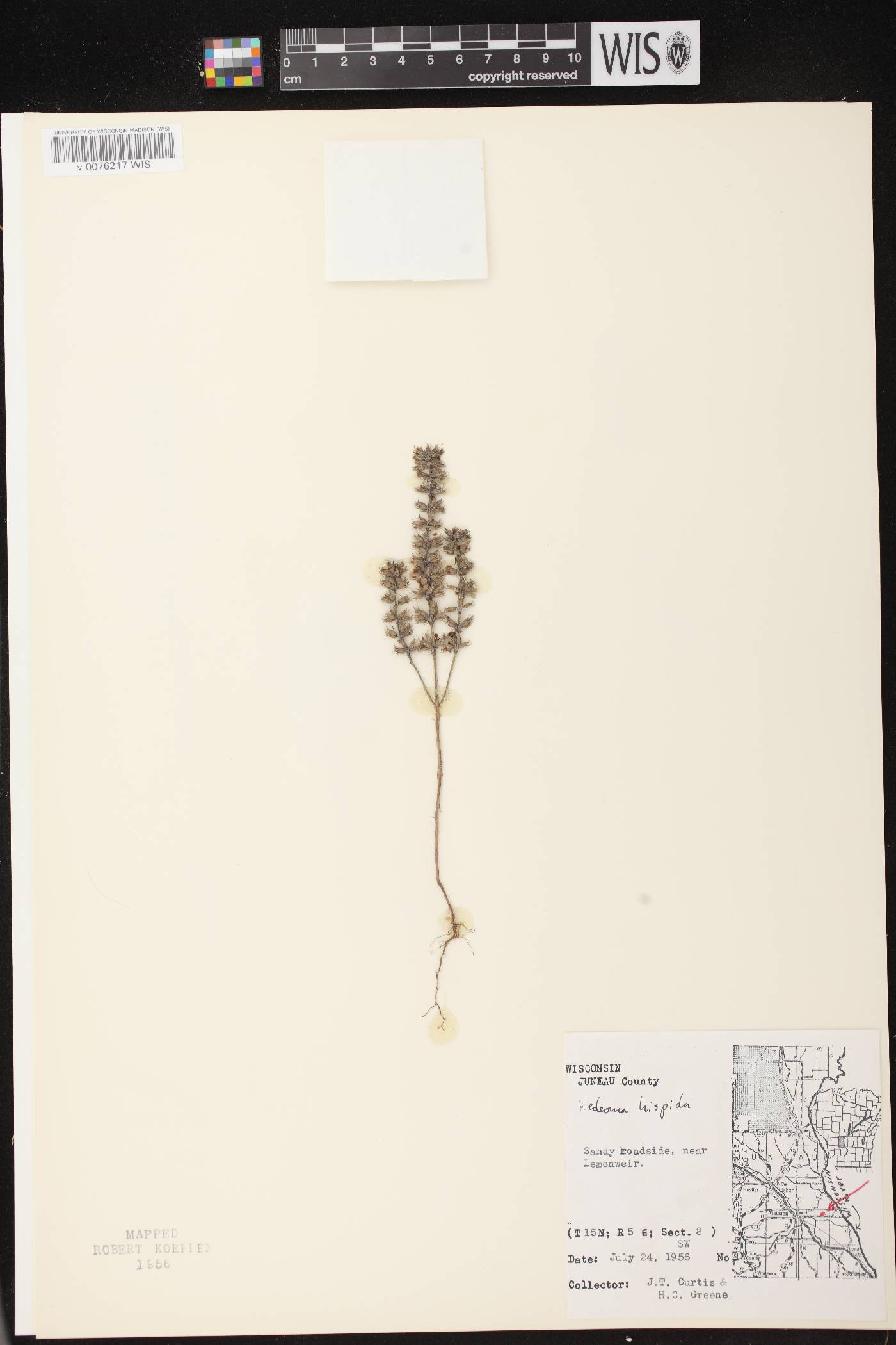 Hedeoma hispida image
