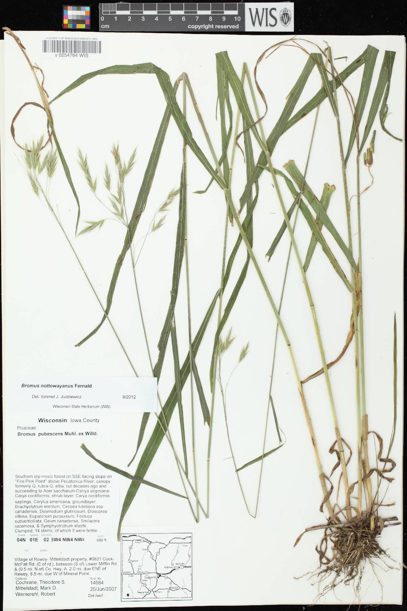 Bromus pubescens image