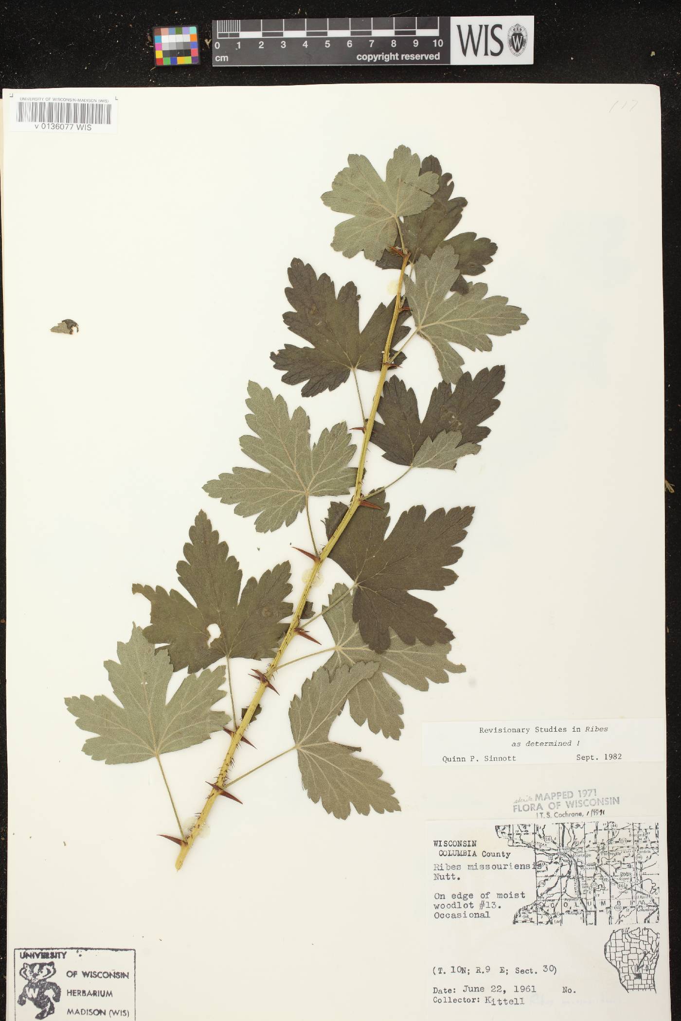Ribes missouriense image