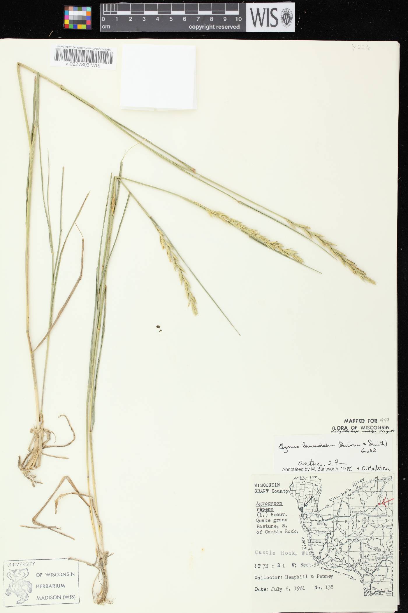 Elymus lanceolatus subsp. lanceolatus image