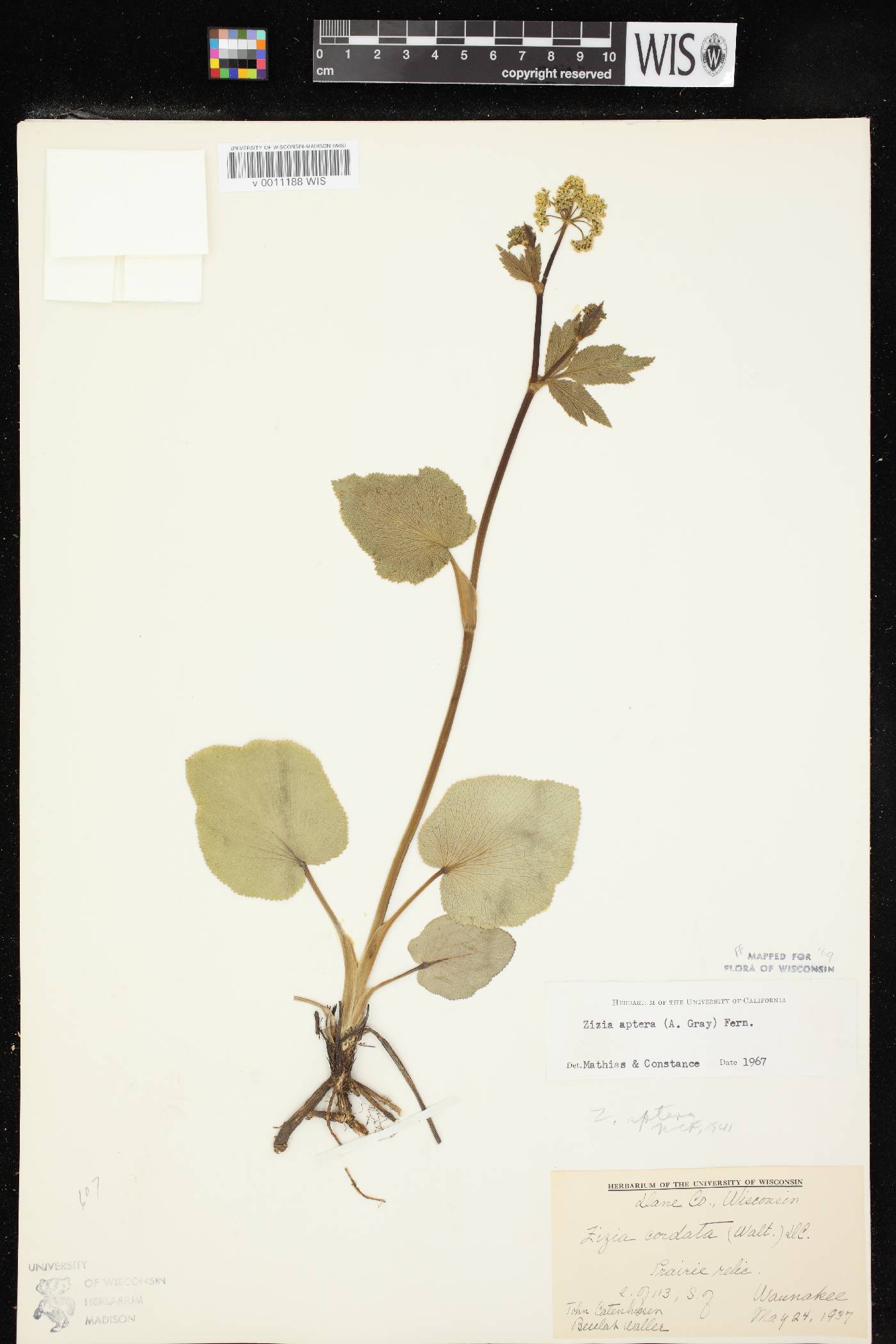 Zizia aptera image
