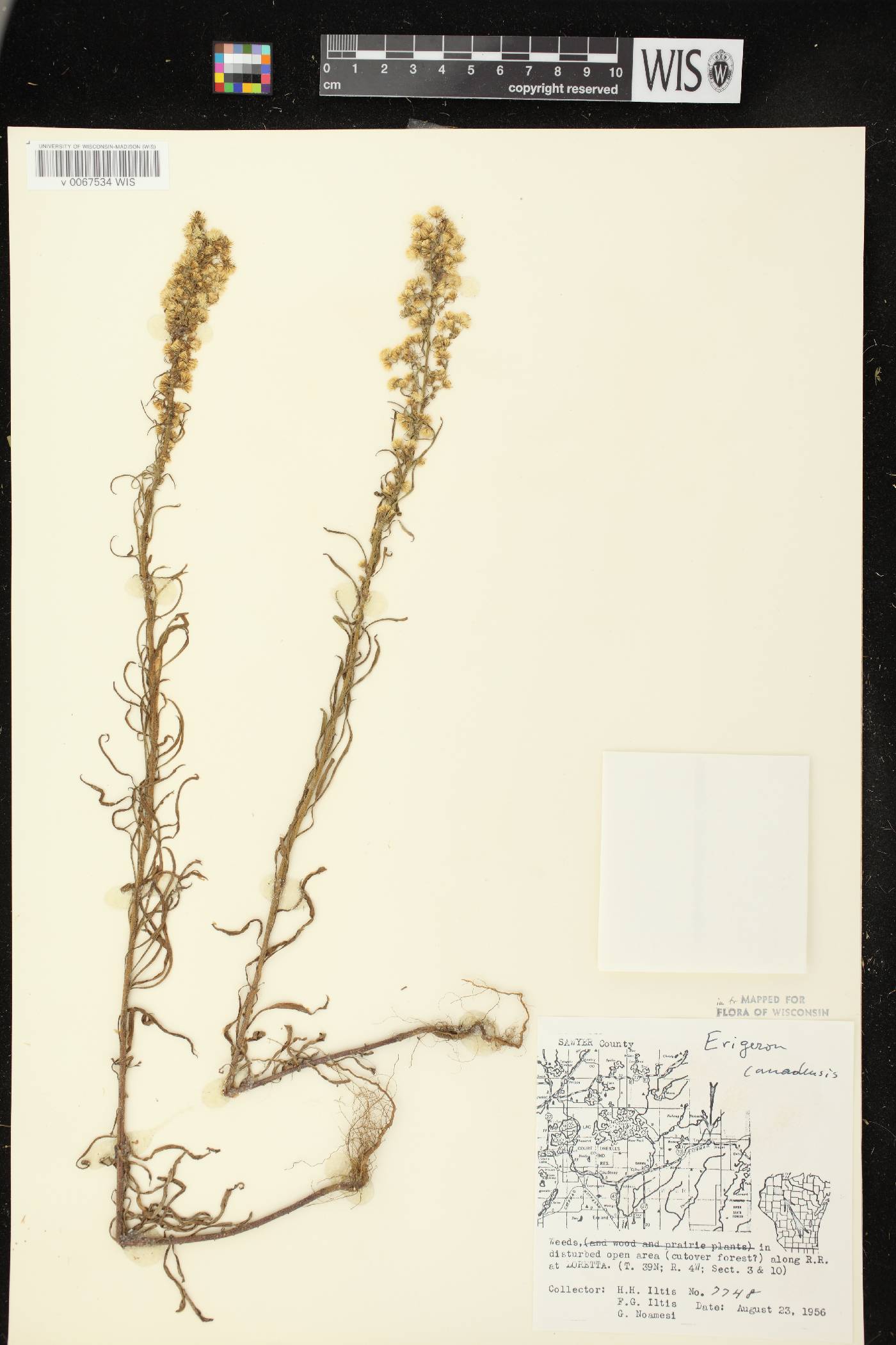 Conyza canadensis image