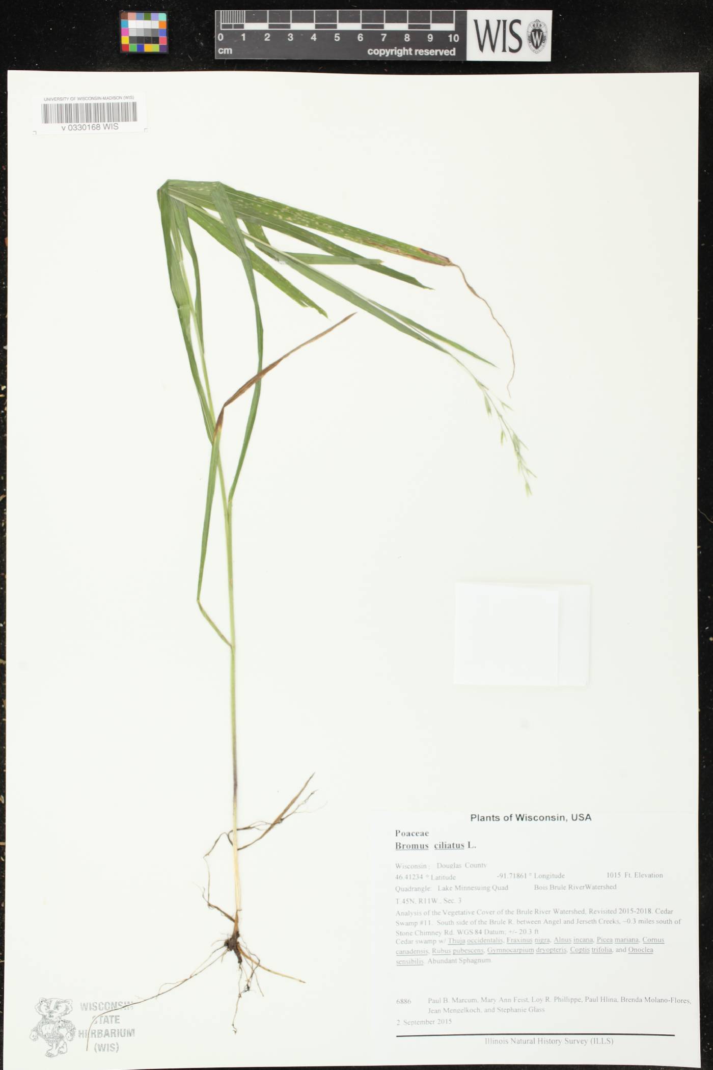 Bromus ciliatus image