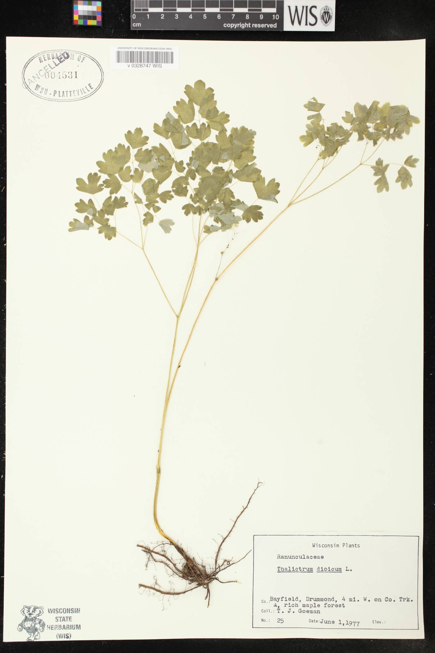 Thalictrum dioicum image