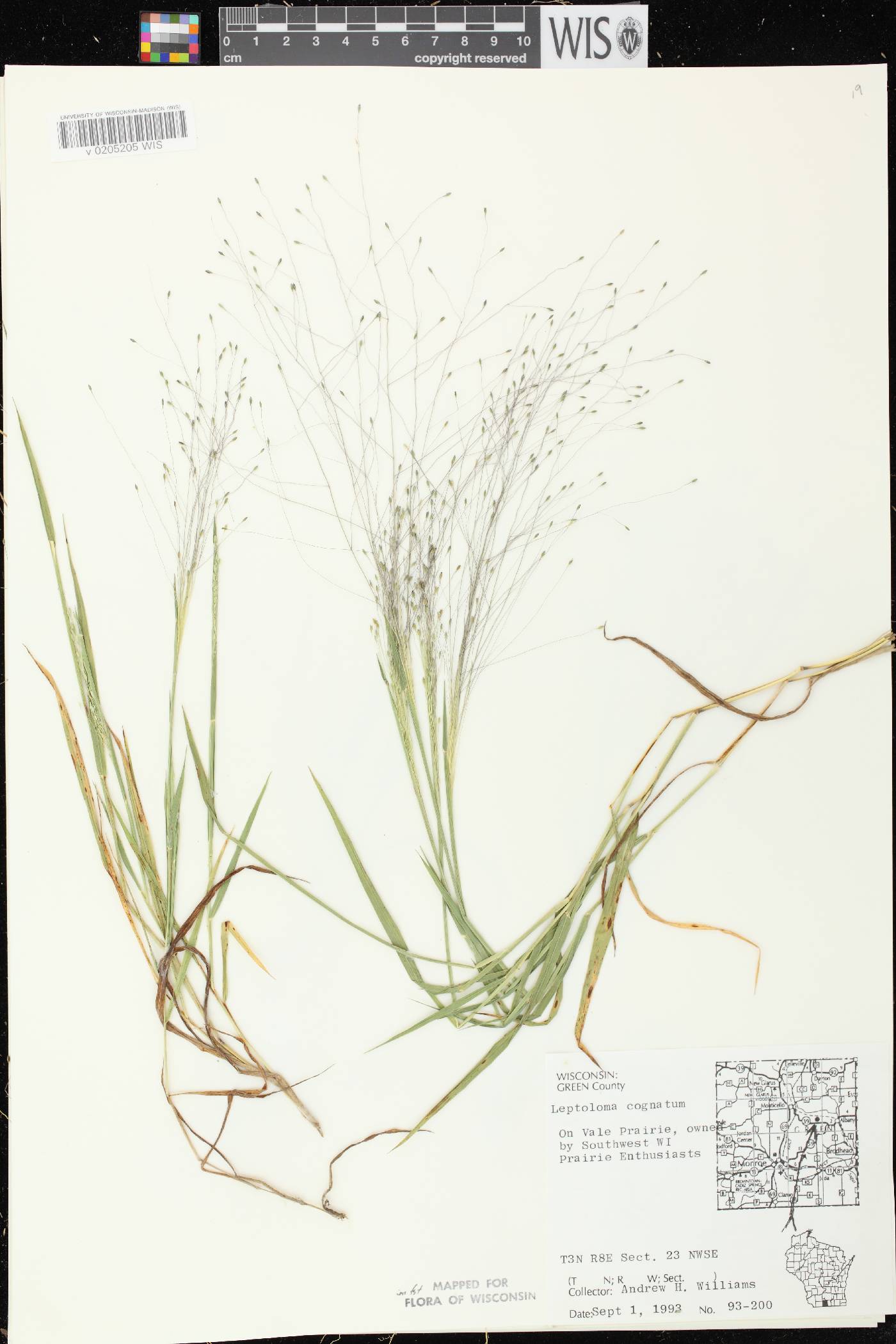 Digitaria cognata image