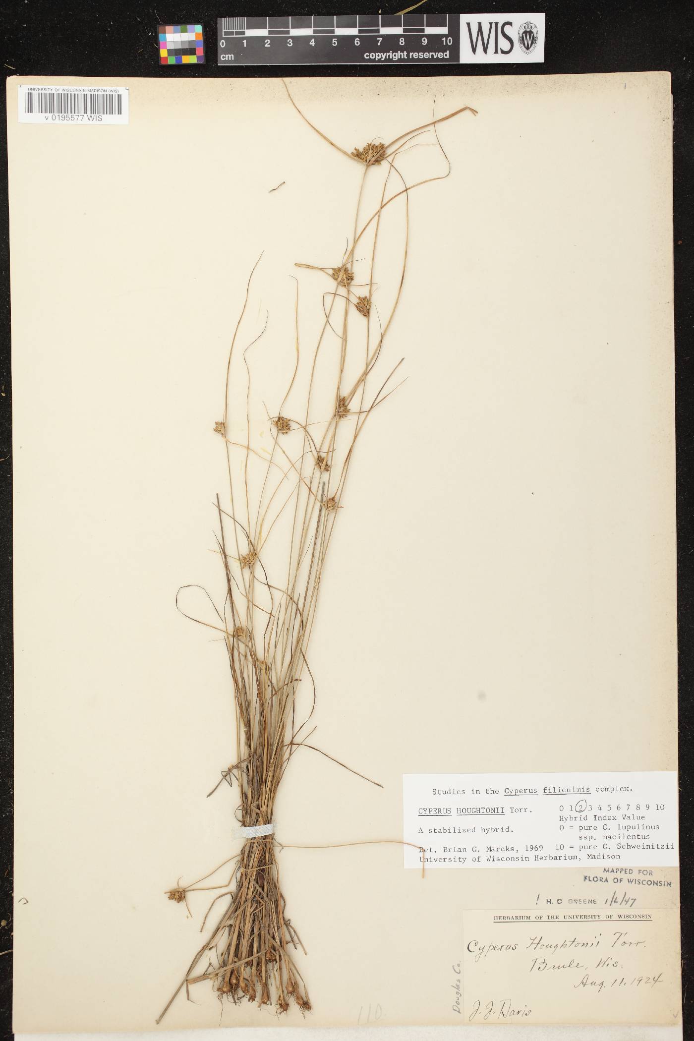 Cyperus houghtonii image