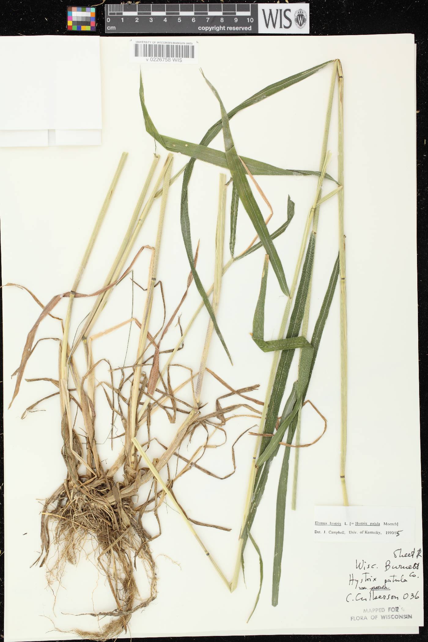 Elymus hystrix var. hystrix image