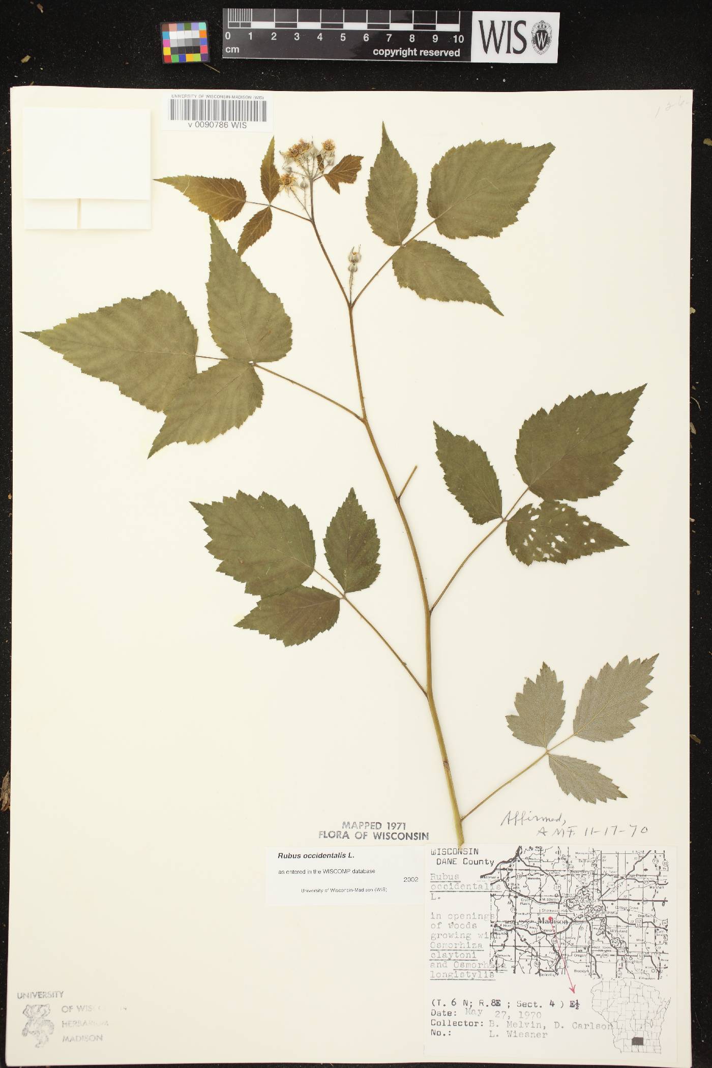 Rubus occidentalis image