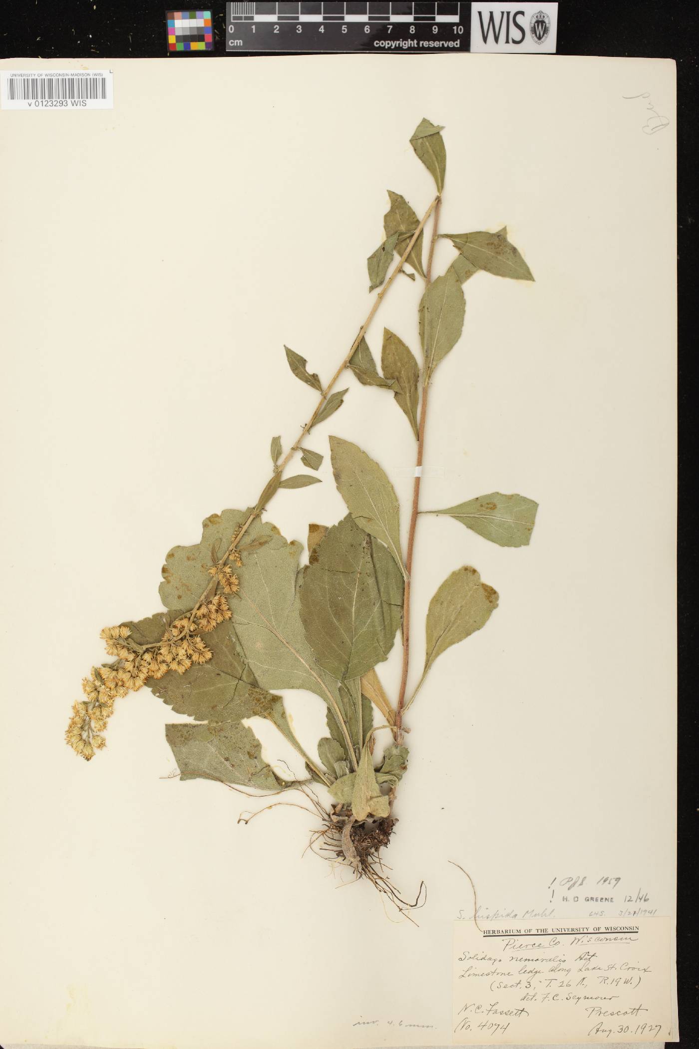 Solidago hispida image