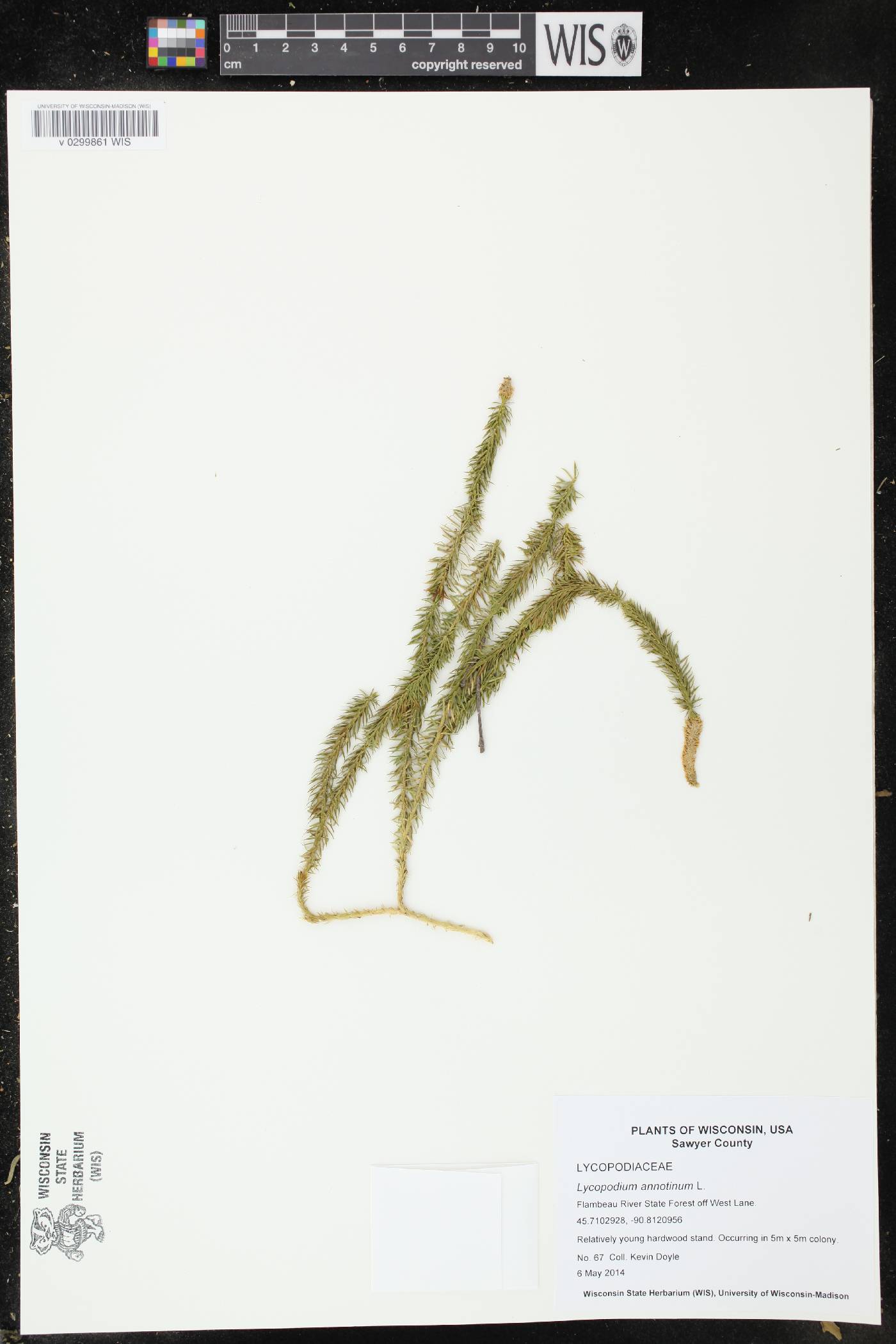 Spinulum annotinum image