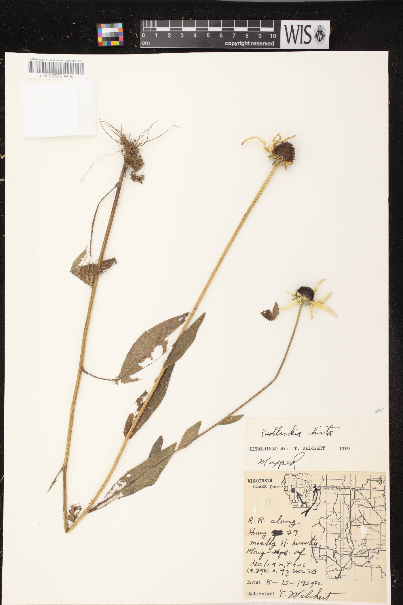 Rudbeckia hirta image
