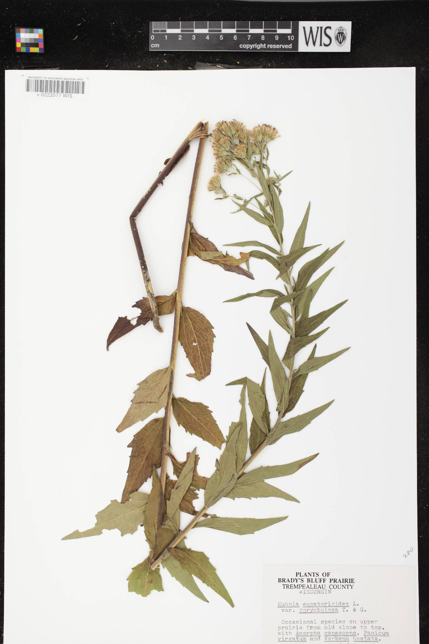 Brickellia eupatorioides image