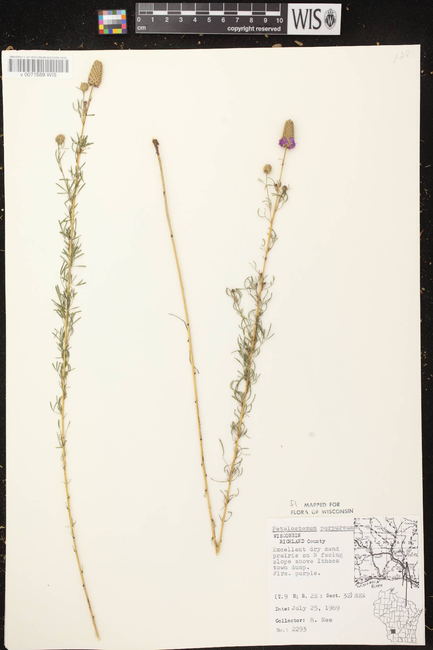 Dalea purpurea var. purpurea image
