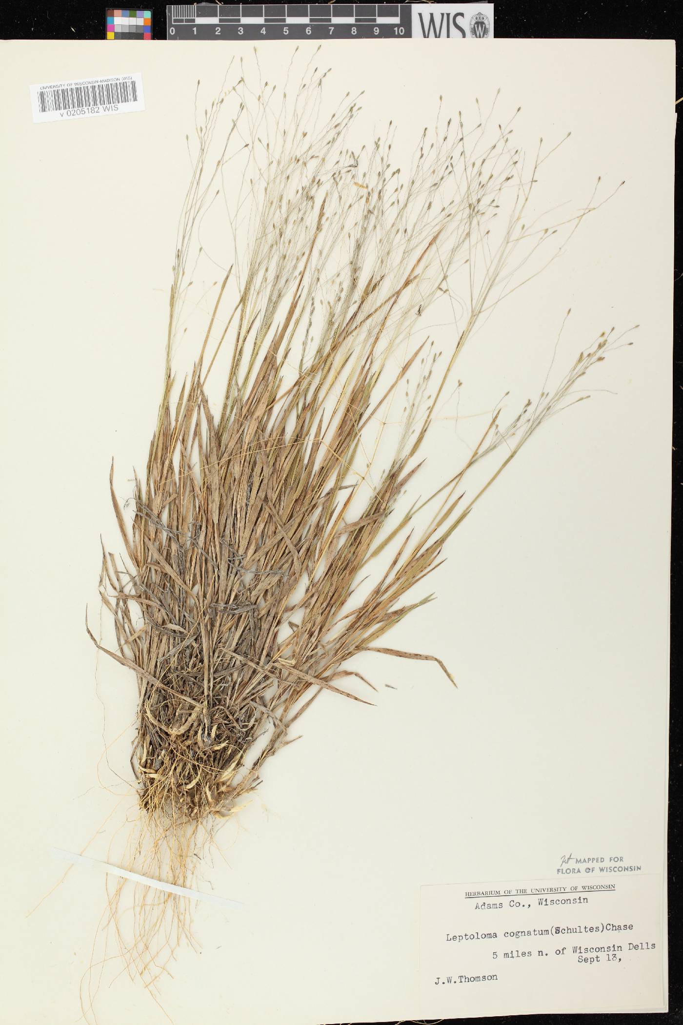 Digitaria cognata image