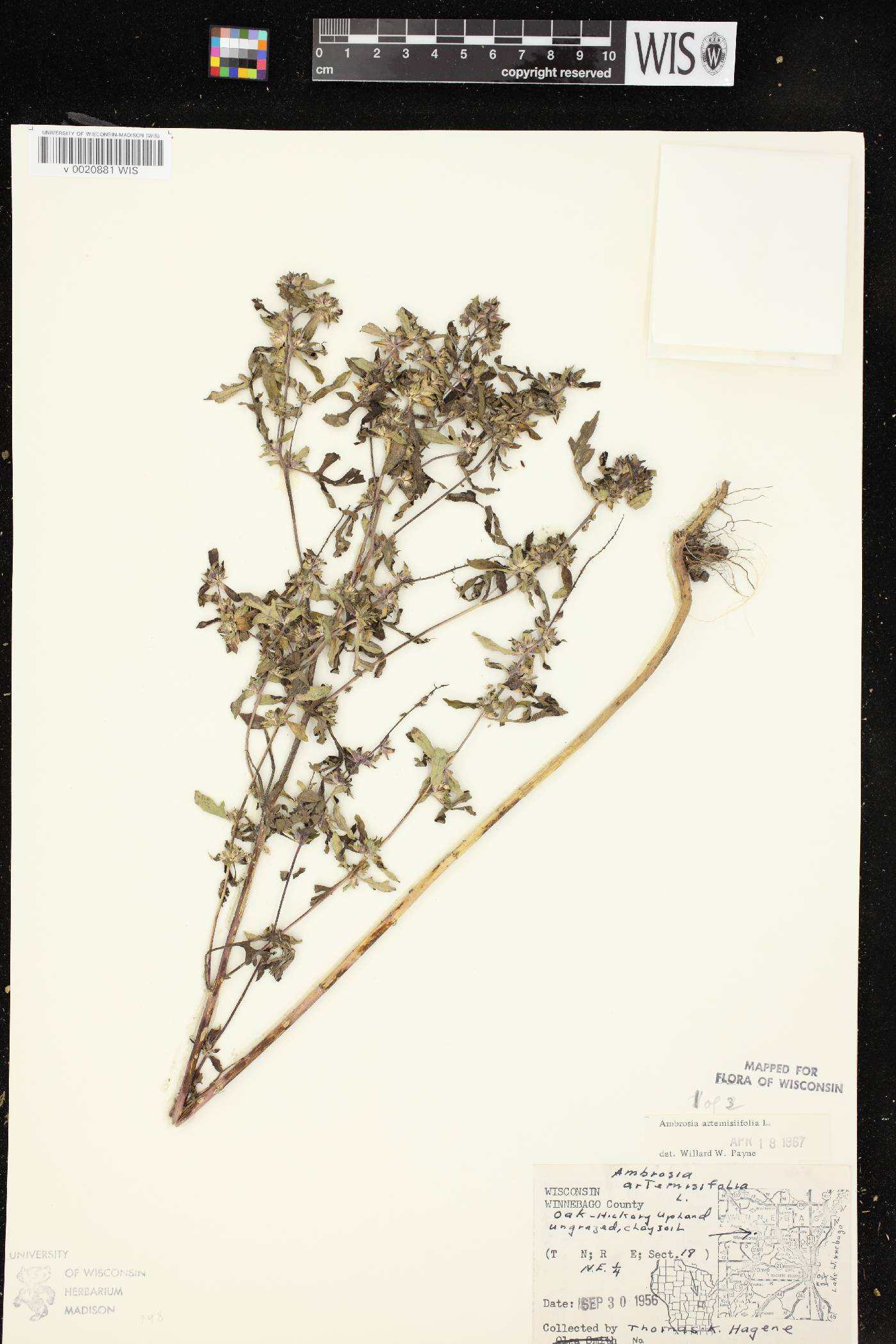 Ambrosia artemisiifolia image