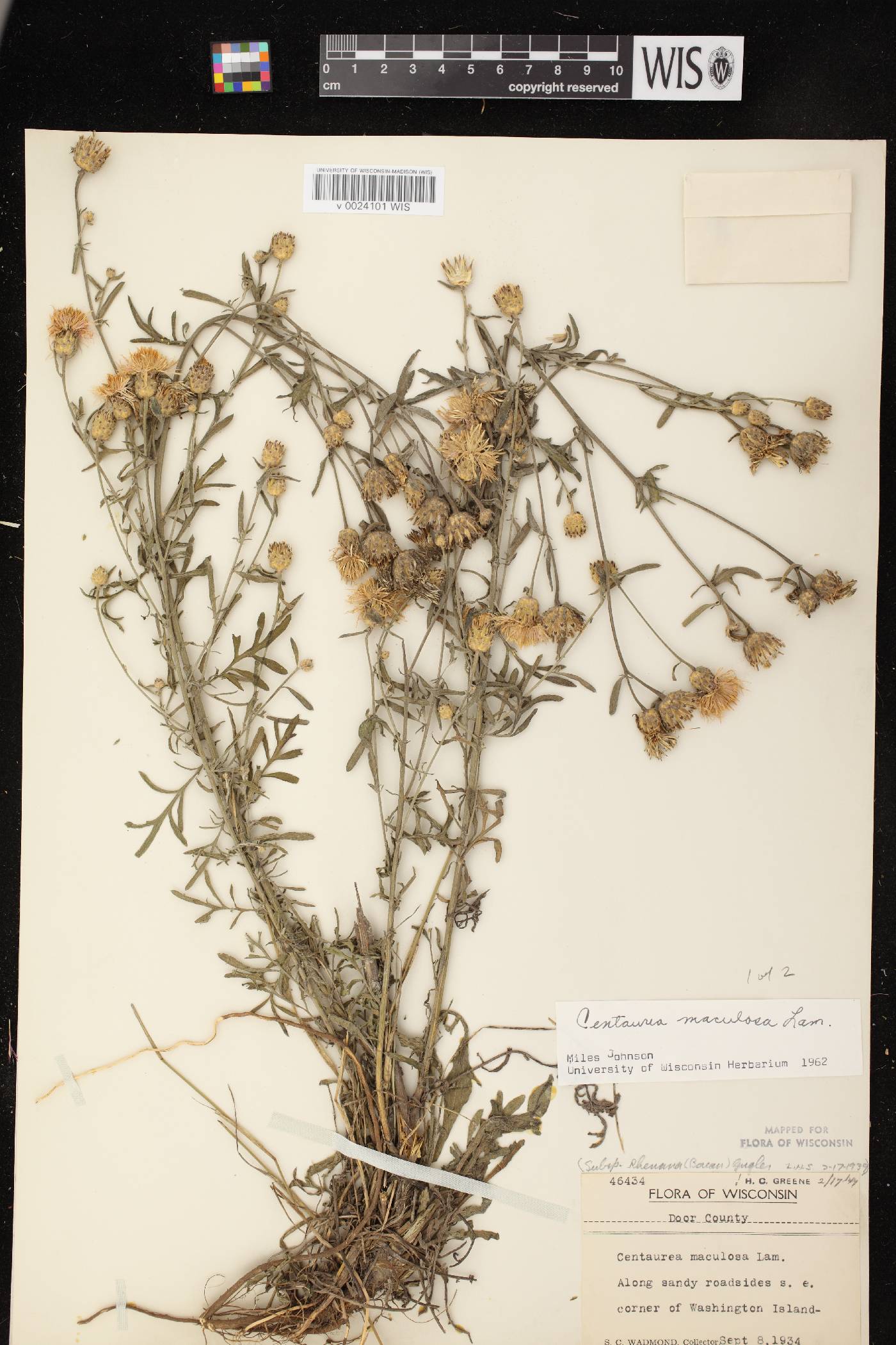Centaurea stoebe subsp. micranthos image