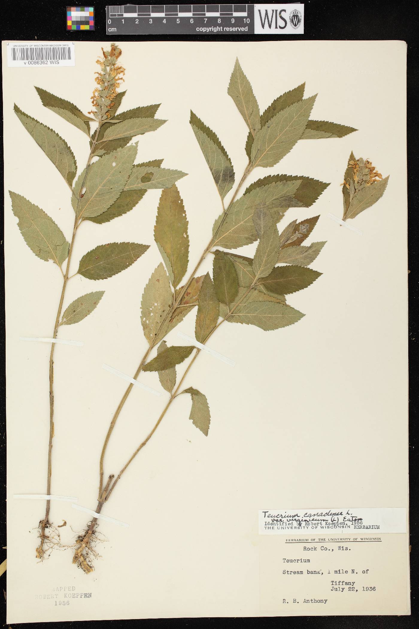 Teucrium canadense var. virginicum image