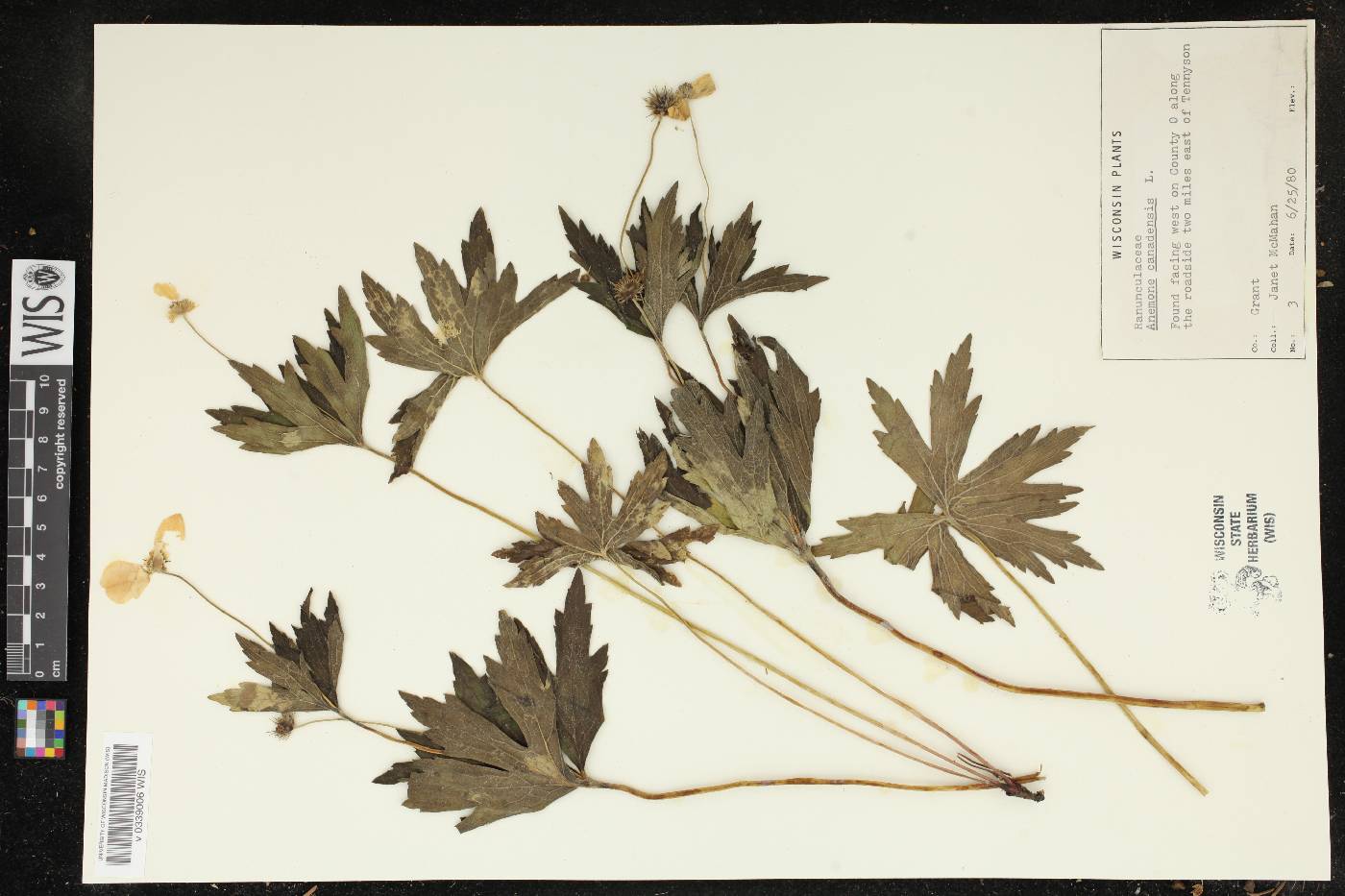 Anemone canadensis image