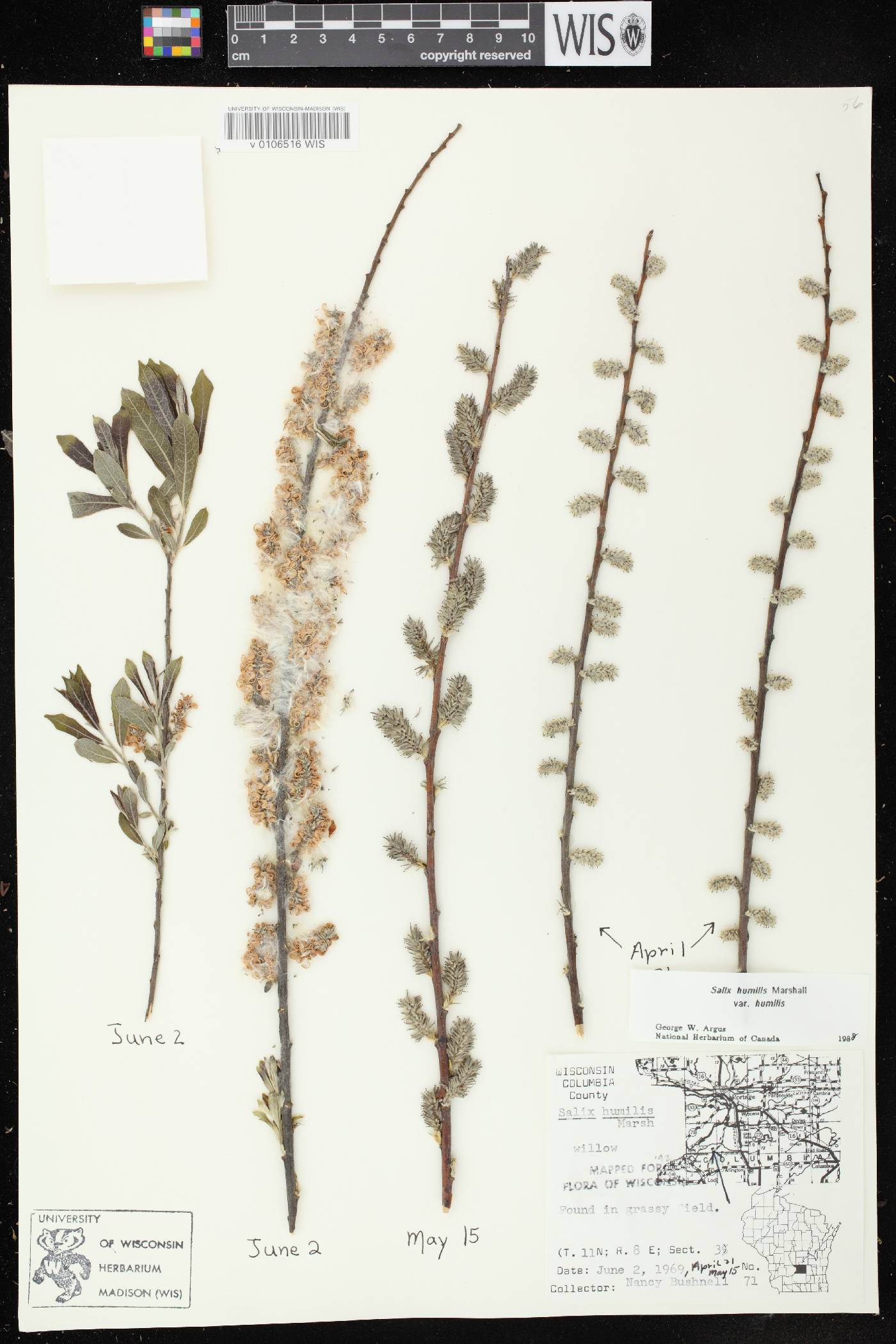 Salix humilis var. humilis image