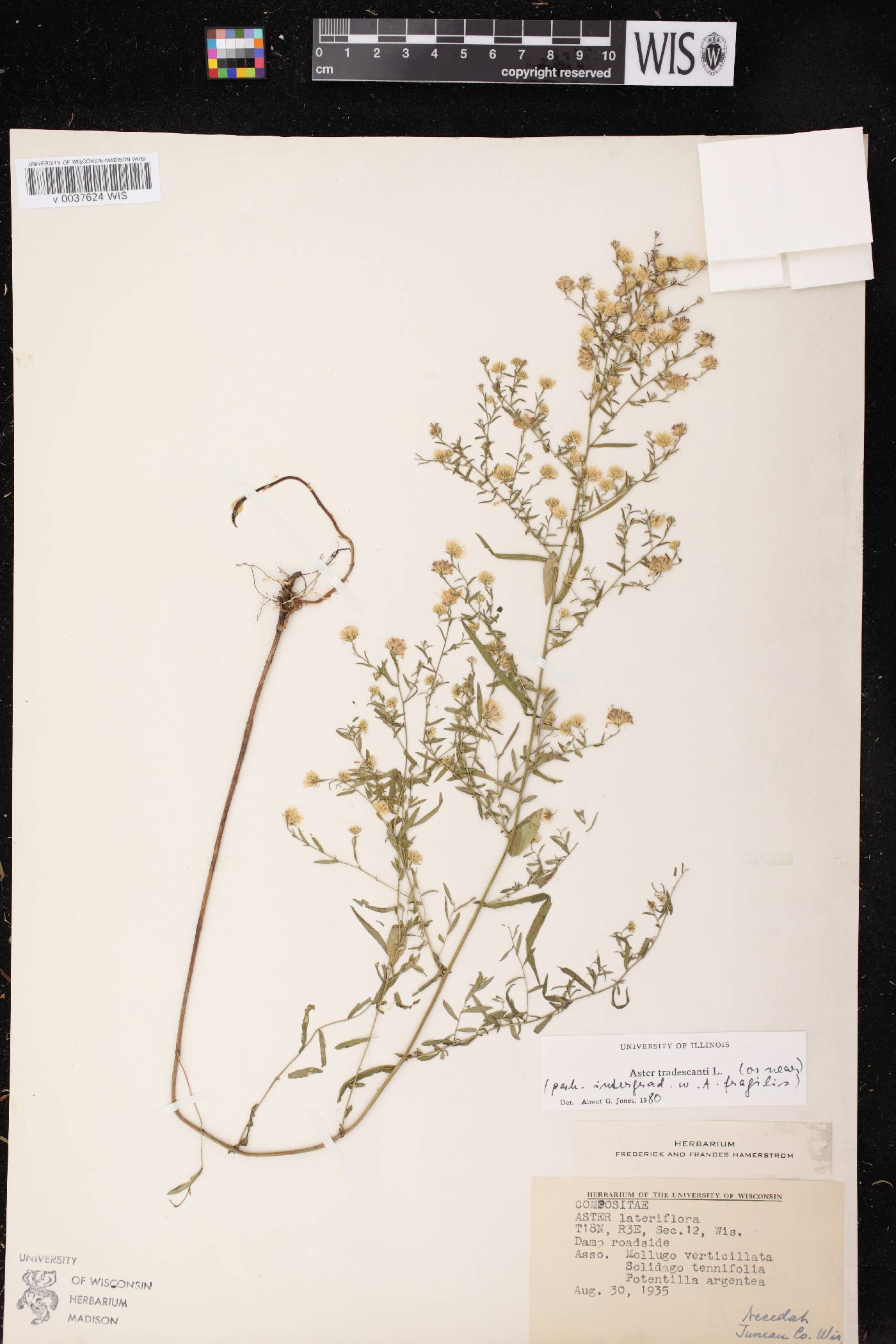 Symphyotrichum lateriflorum image