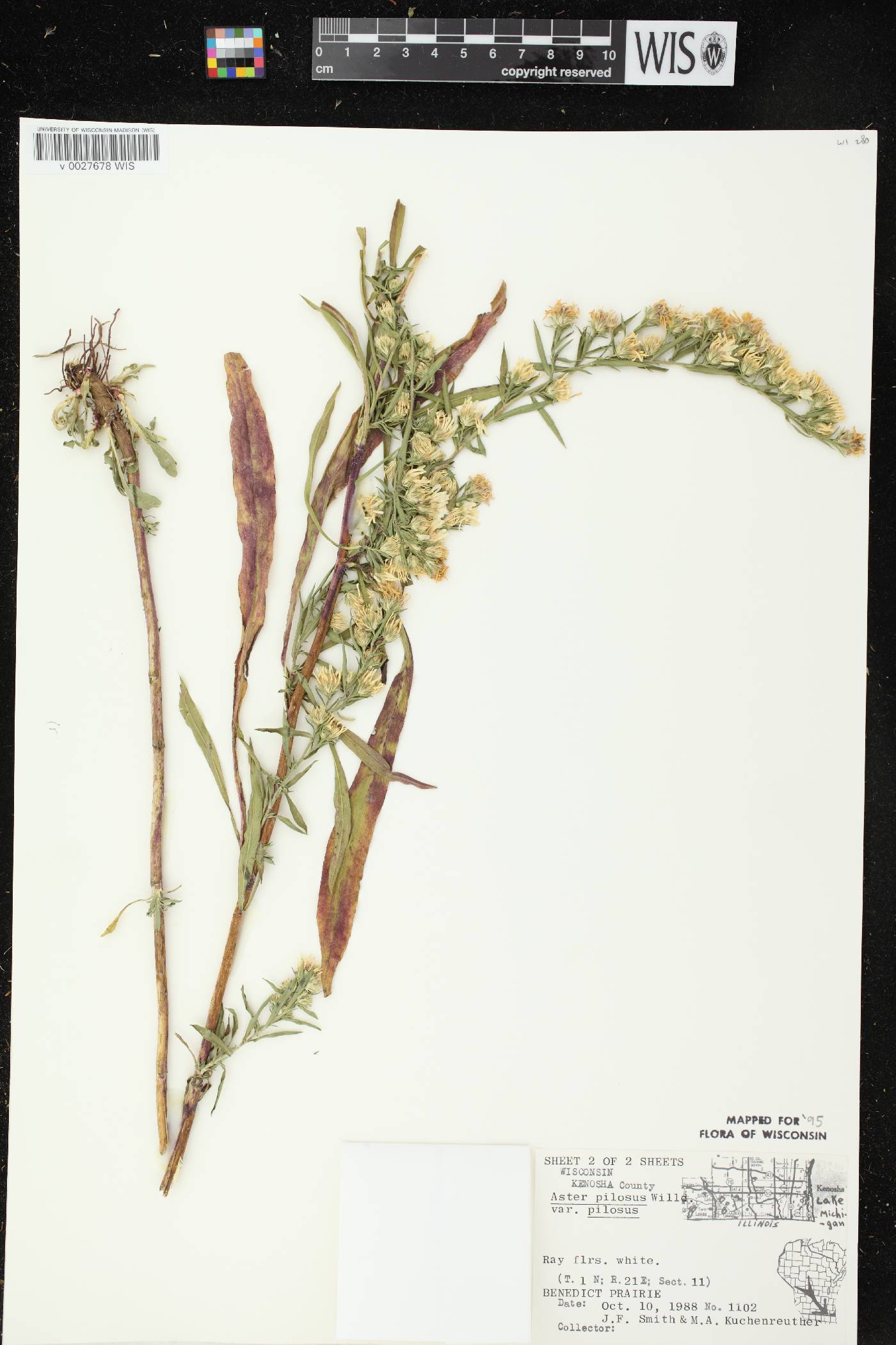 Symphyotrichum pilosum image