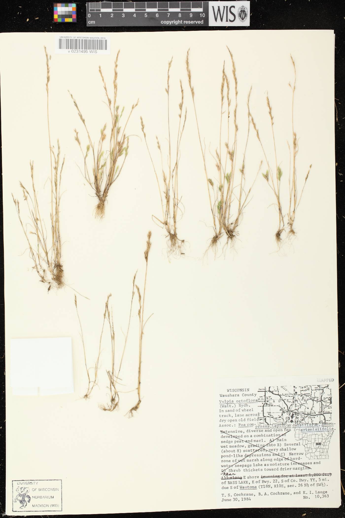 Festuca octoflora var. glauca image
