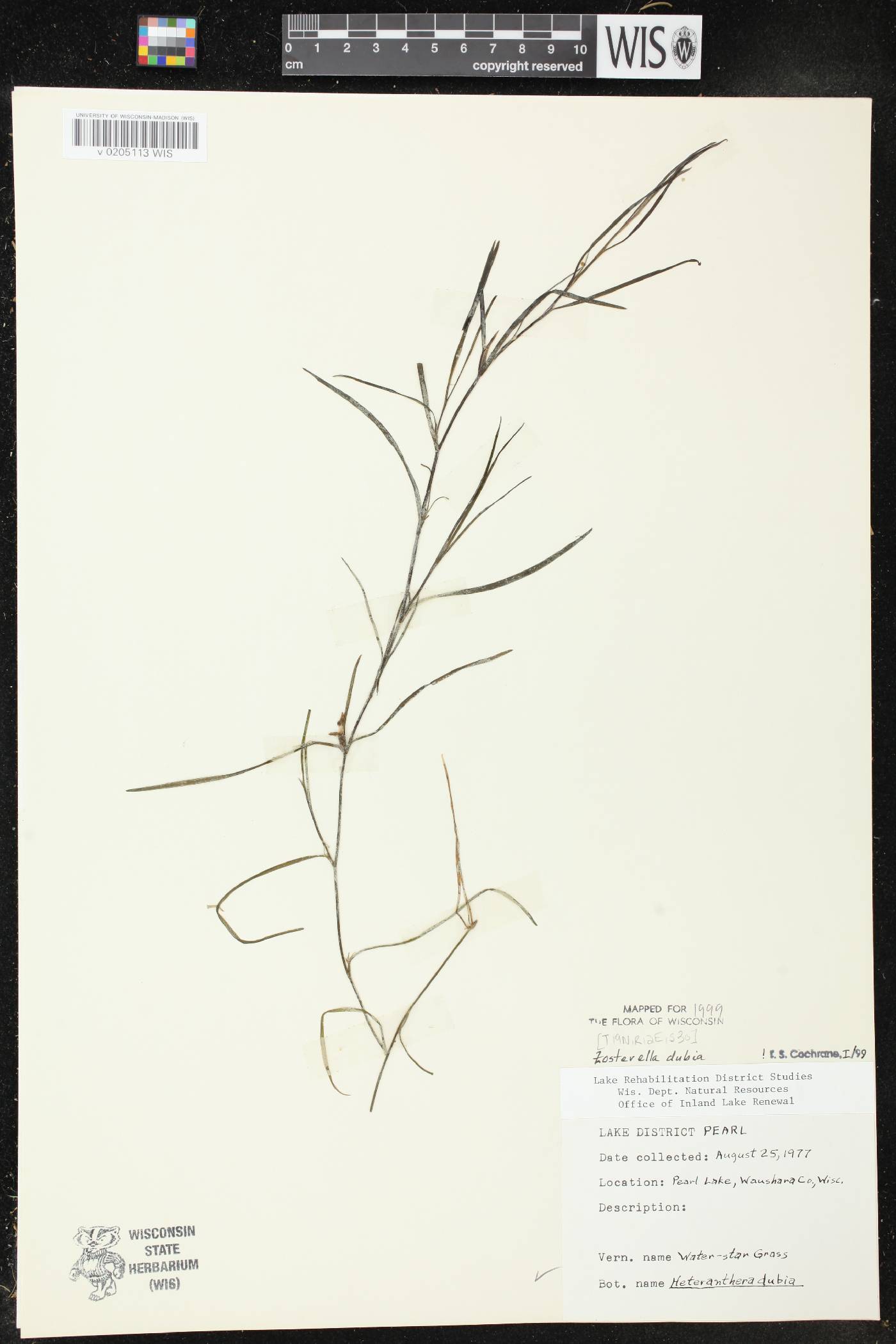 Heteranthera dubia image