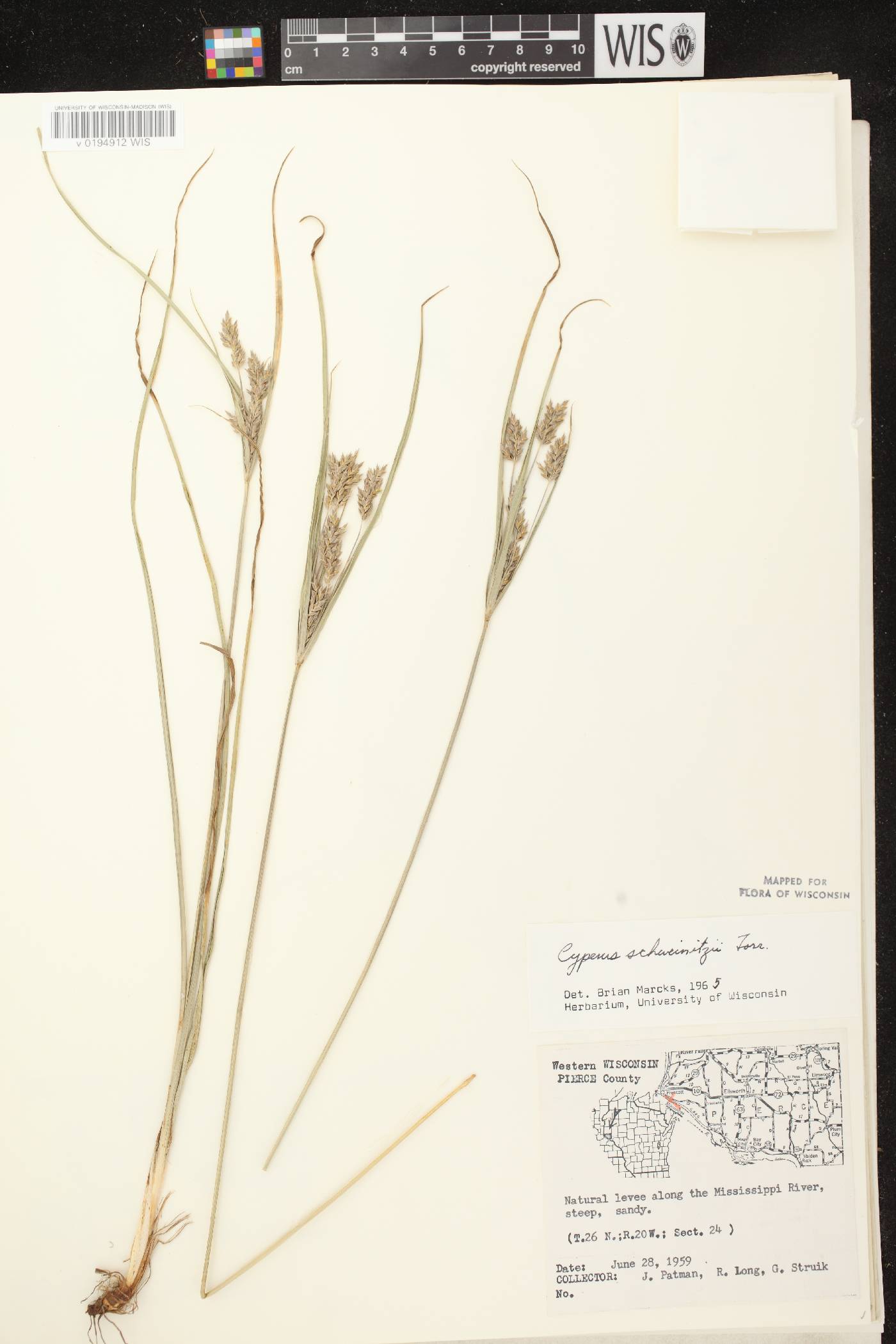 Cyperus schweinitzii image