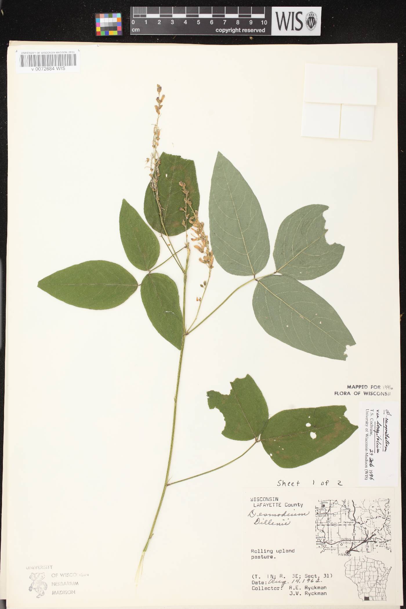Desmodium cuspidatum image