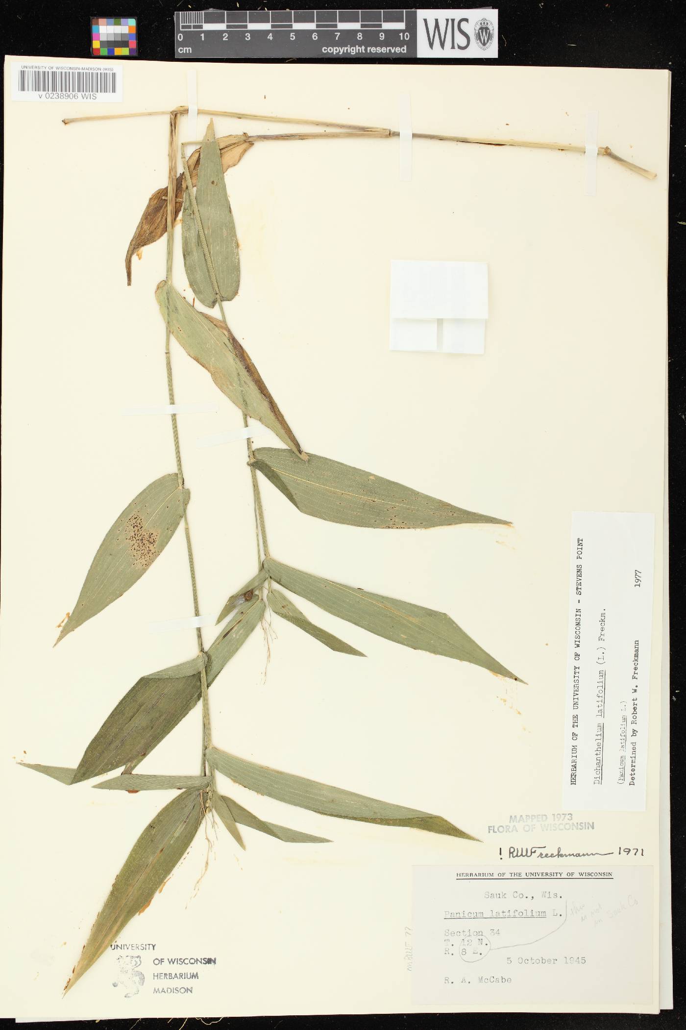 Dichanthelium latifolium image
