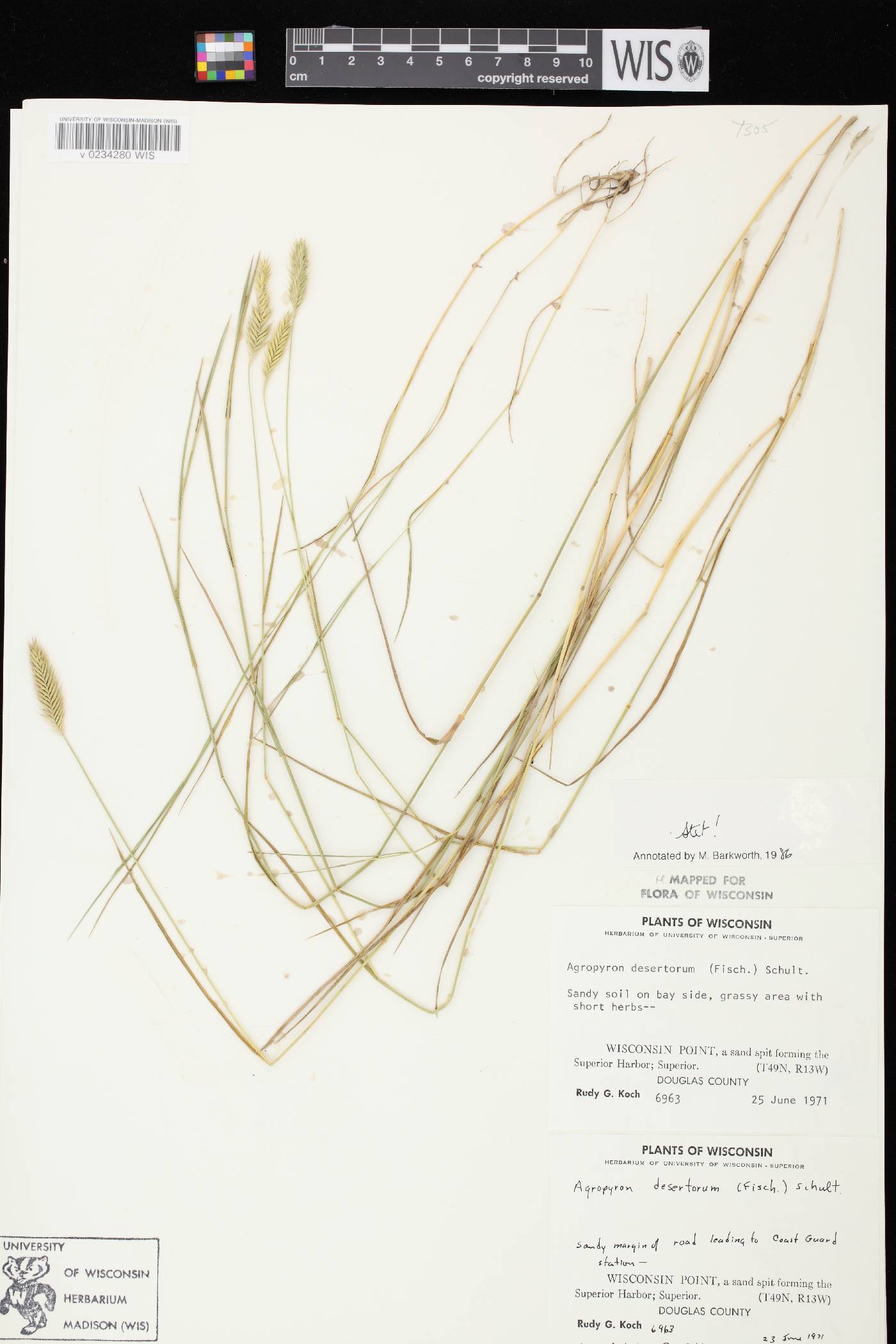 Agropyron cristatum image
