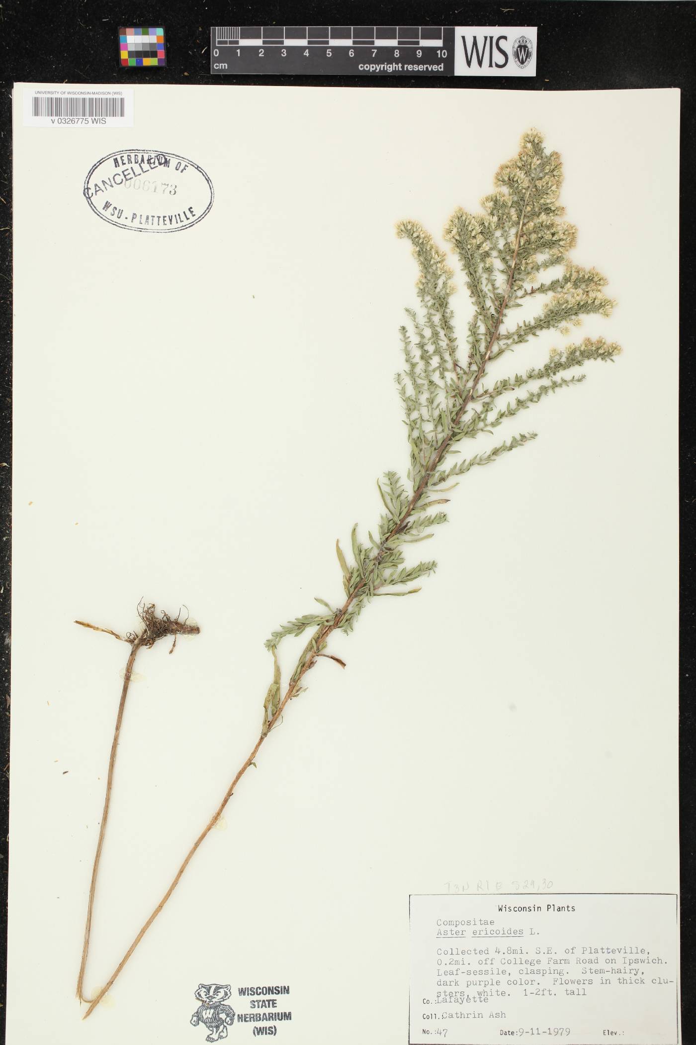 Symphyotrichum ericoides image