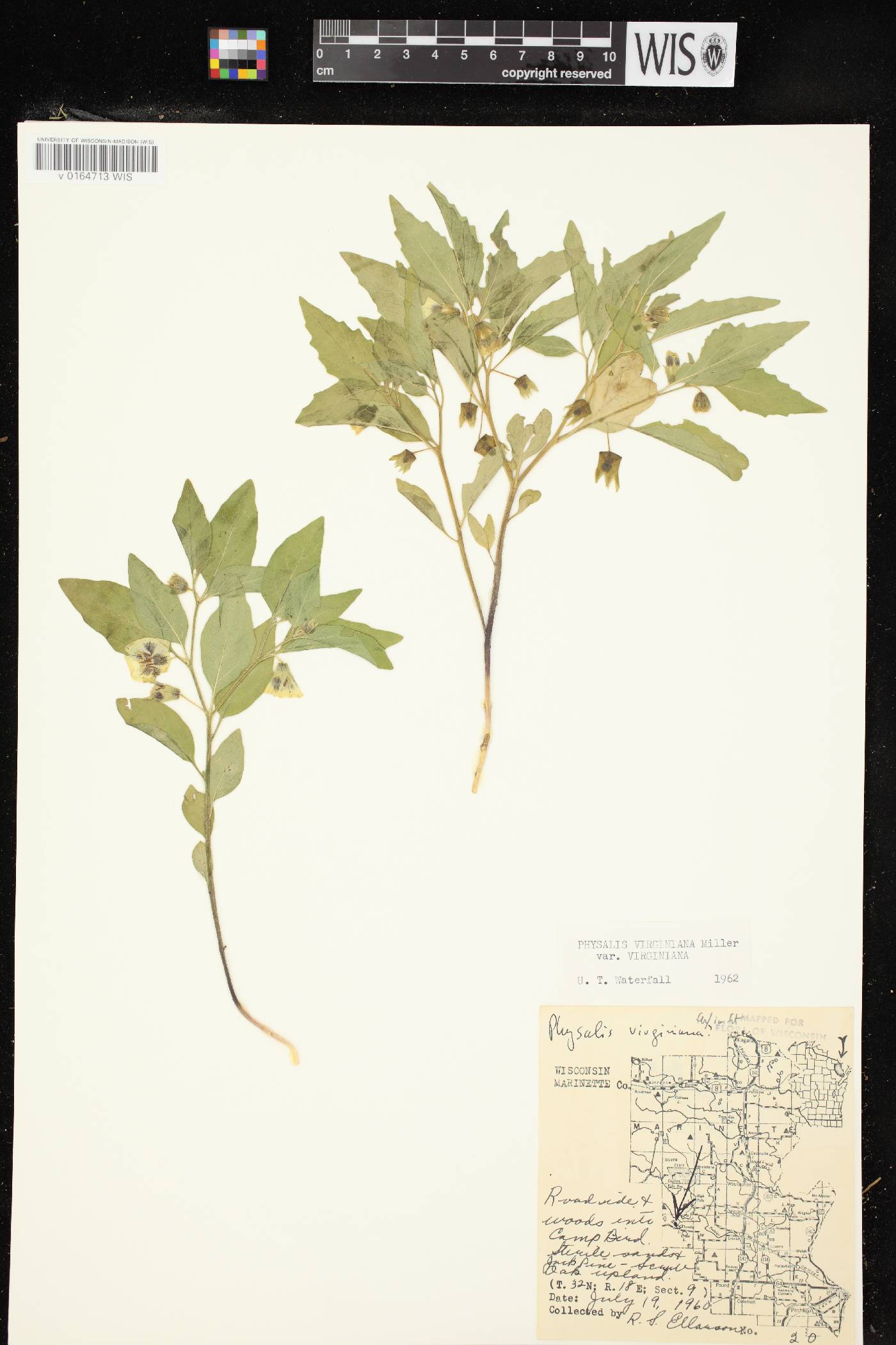 Physalis virginiana image