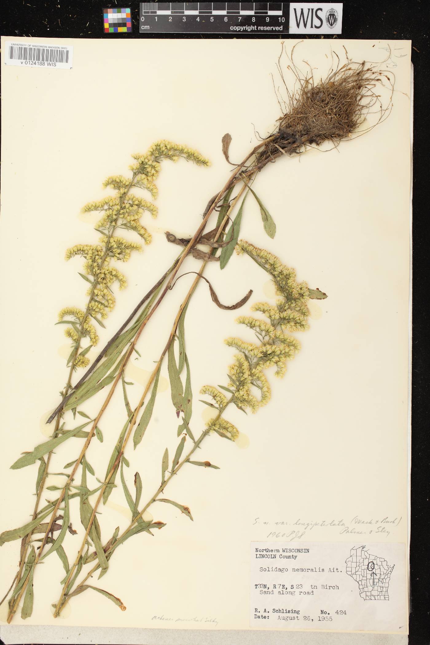 Solidago nemoralis image