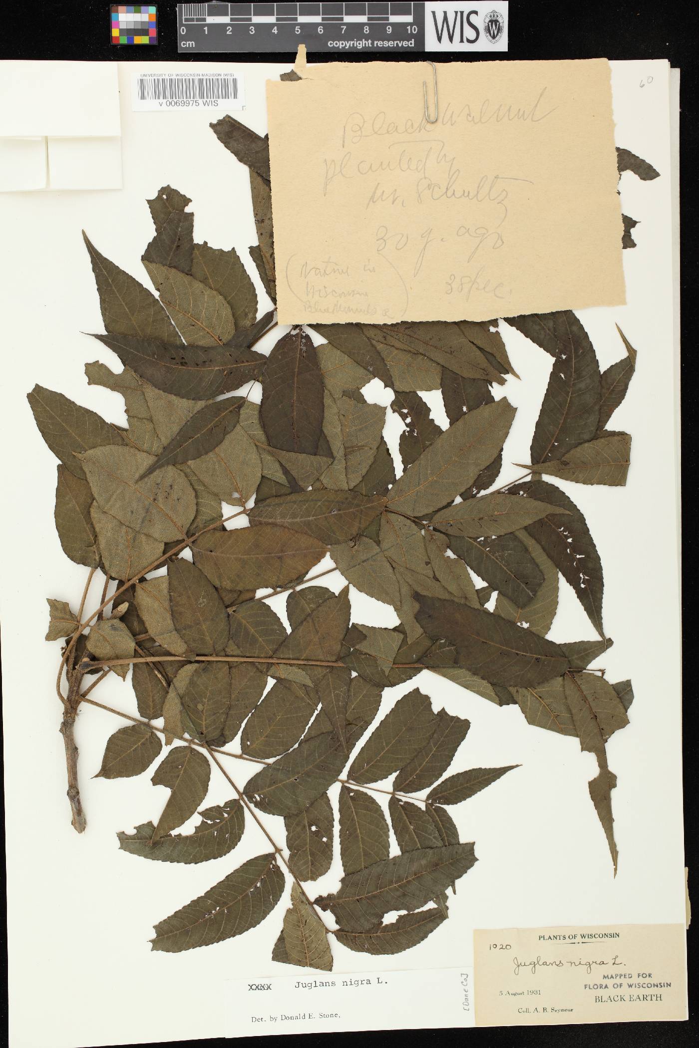 Juglans nigra image