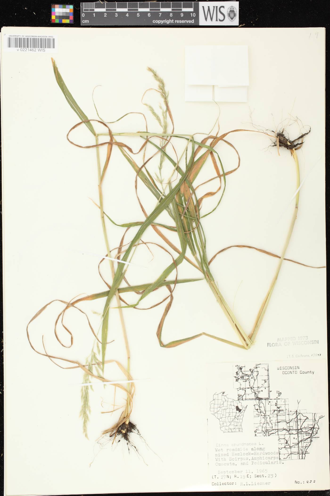Cinna arundinacea image