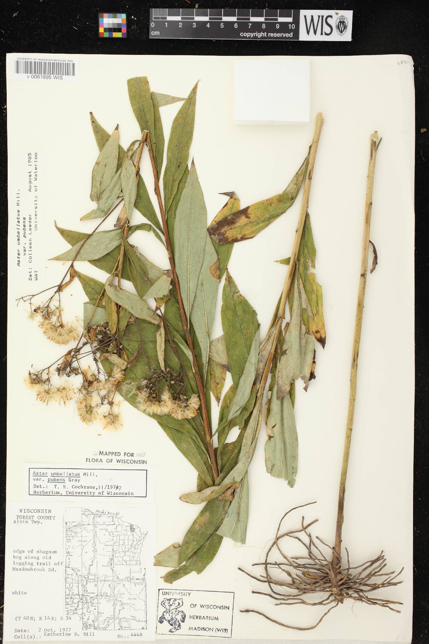 Doellingeria umbellata var. pubens image