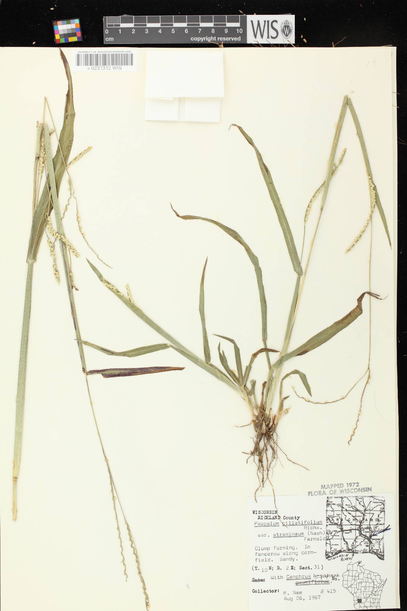 Paspalum setaceum var. stramineum image