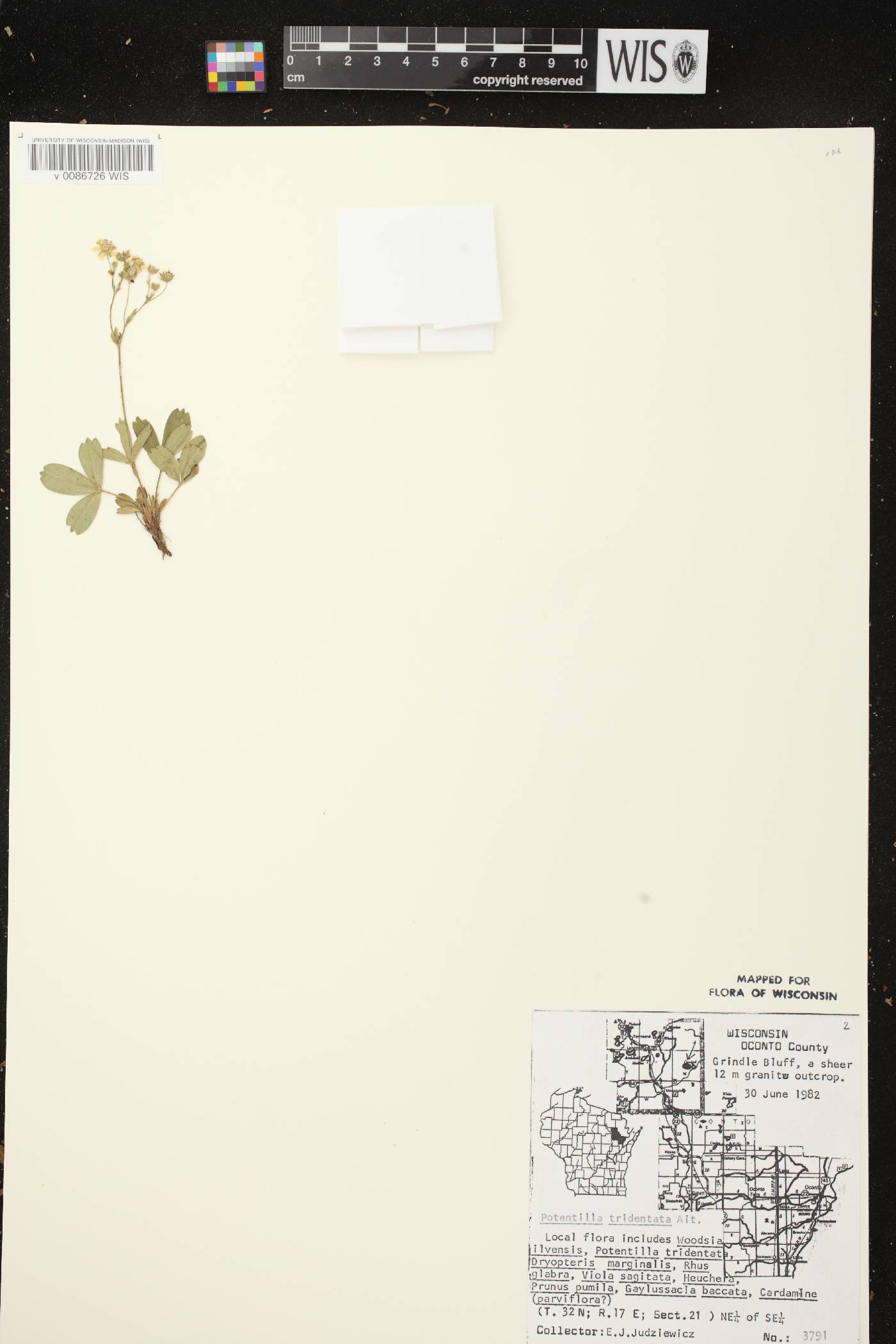 Sibbaldiopsis tridentata image